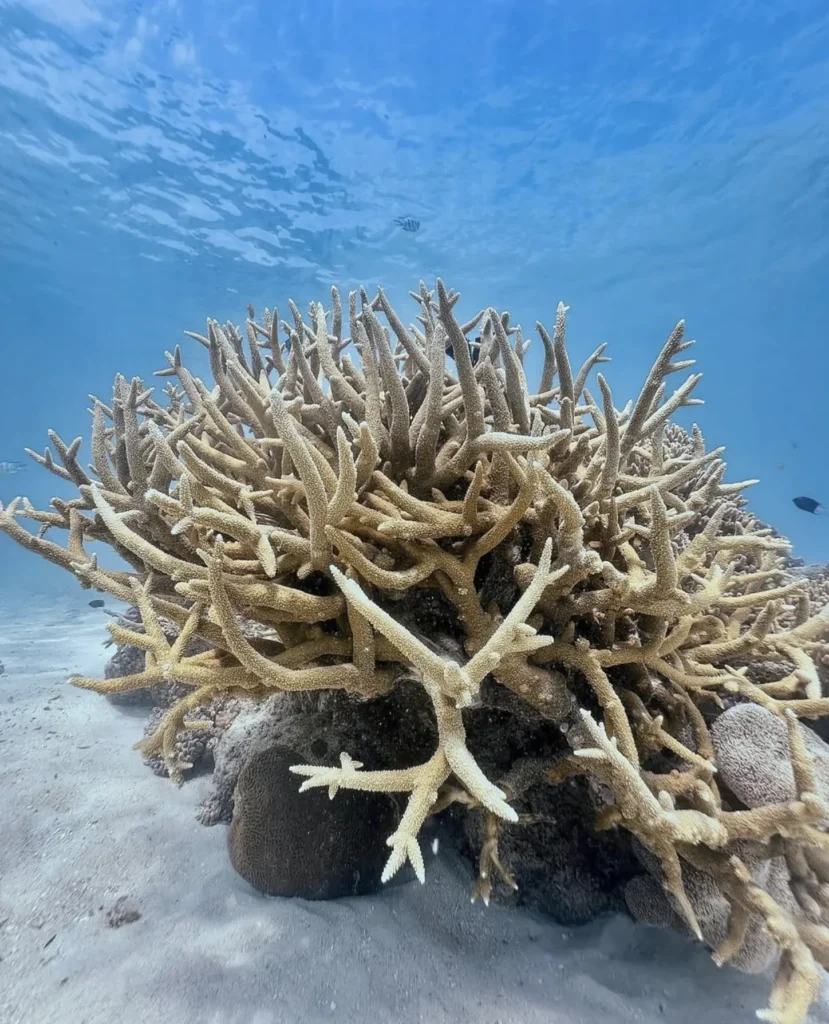 Best Time to Visit the Great Barrier Reef