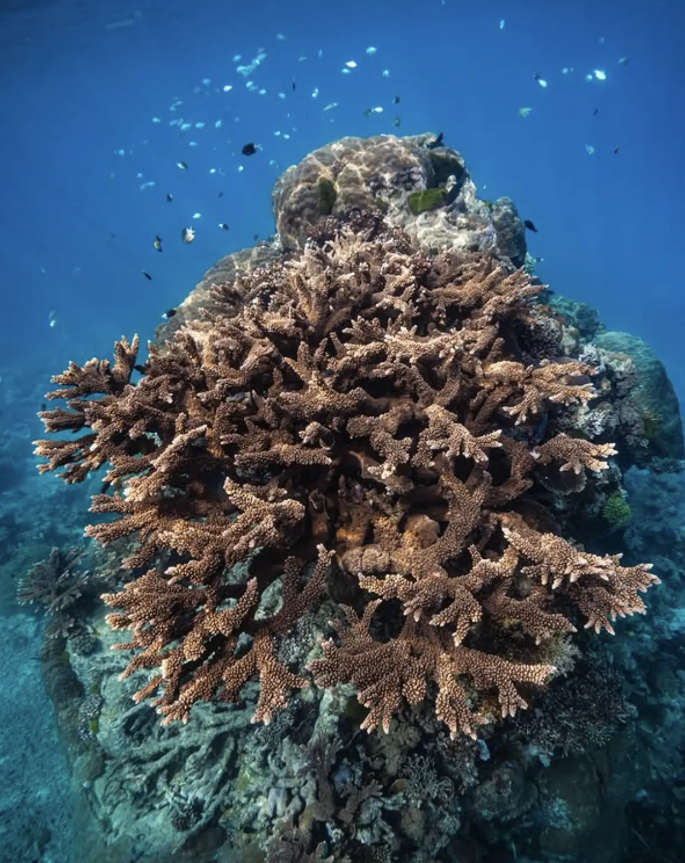 Coral polyp building reef base