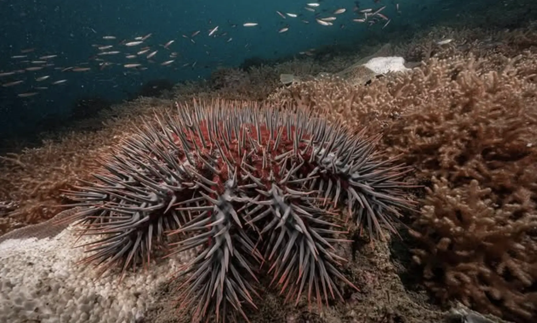 Crown of thorns coral damage