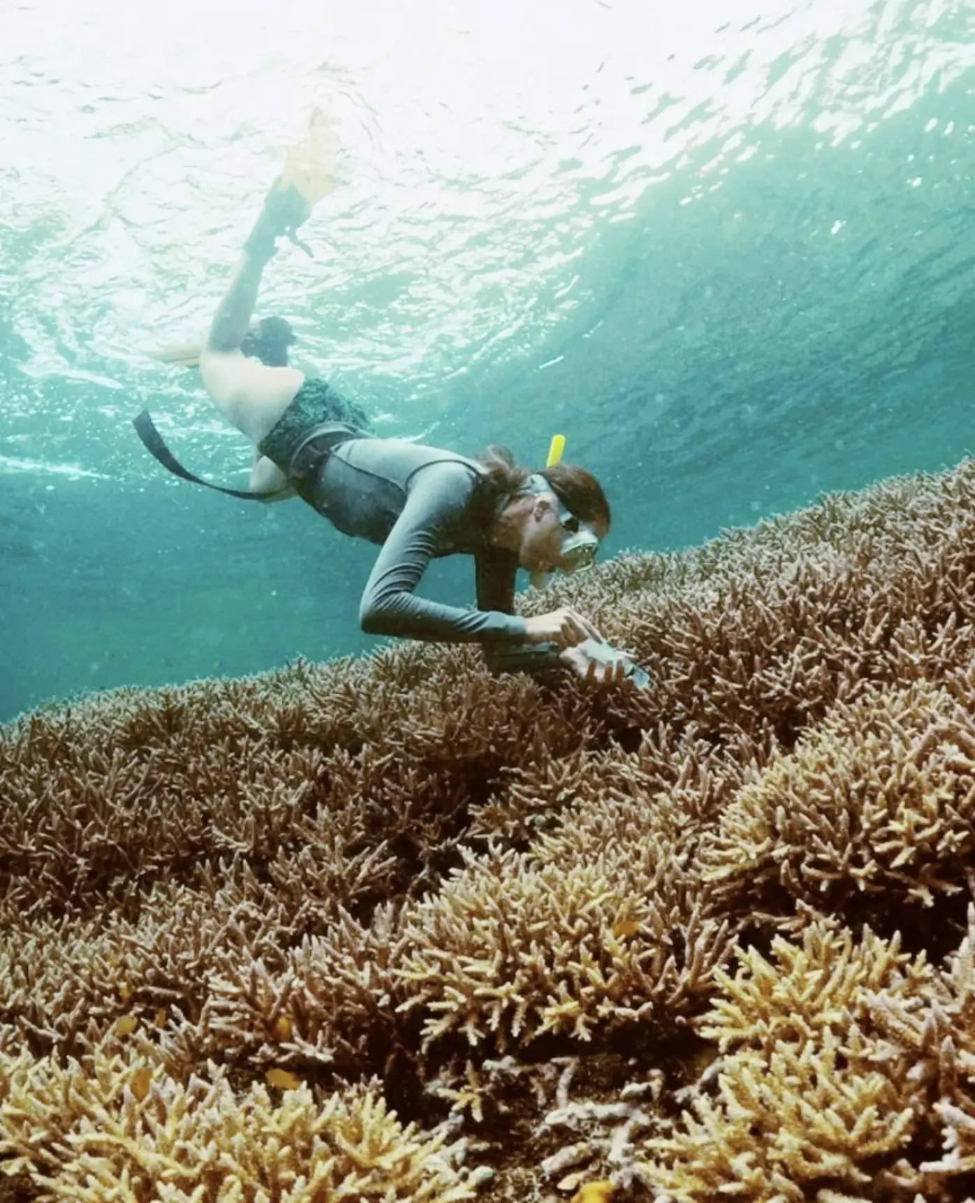 Great Barrier Reef restoration efforts