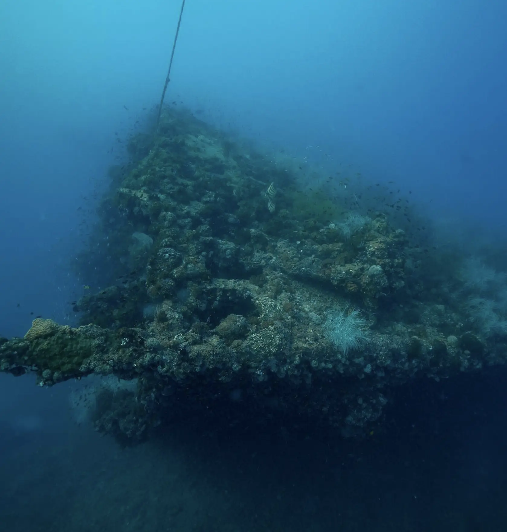 SS Yongala wreck marine life
