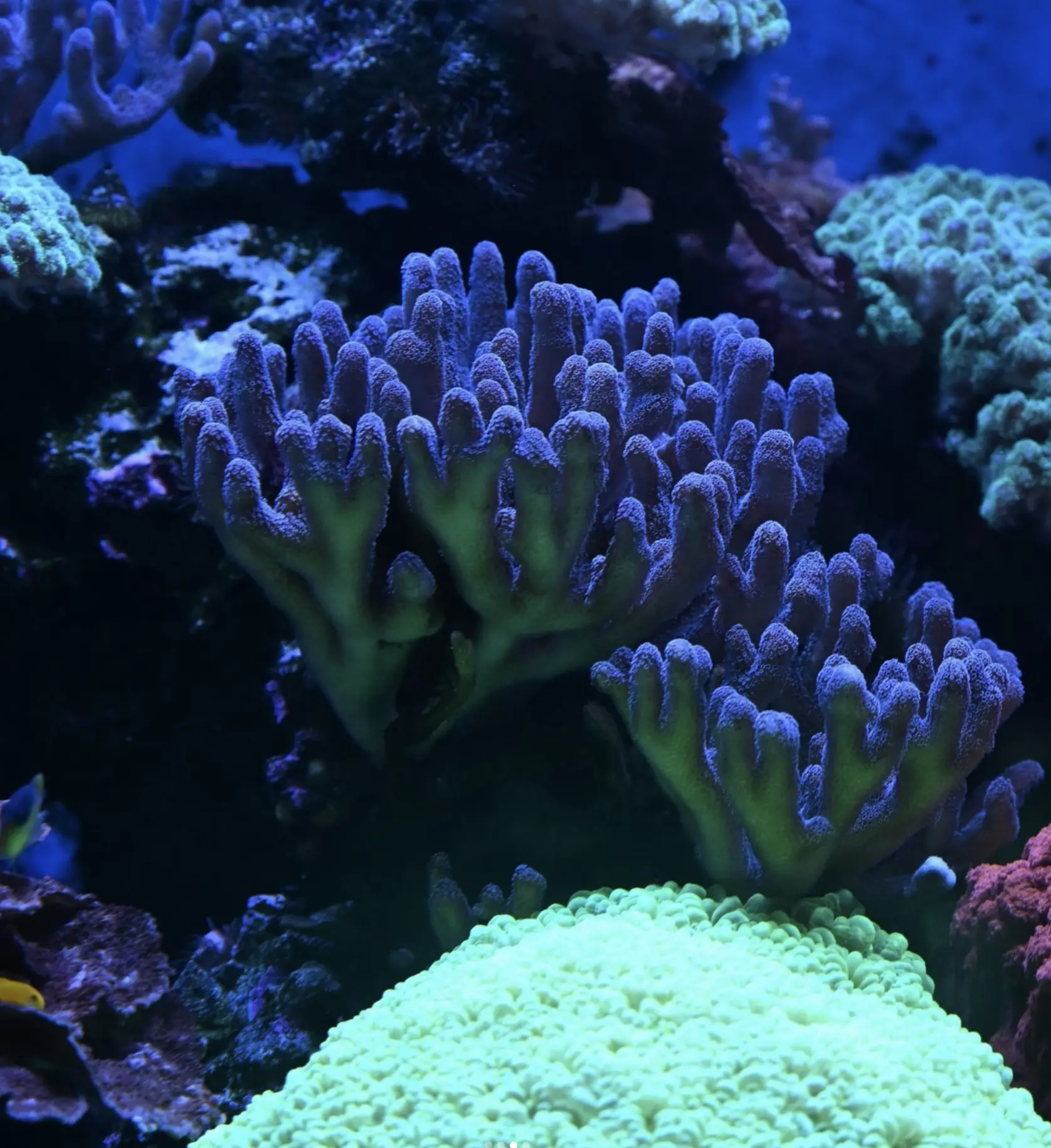 Sediment runoff affecting coral health