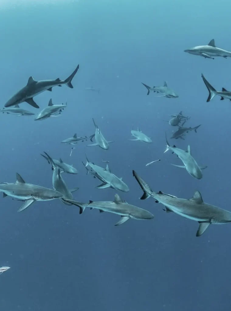 Sharks circling Osprey Reef