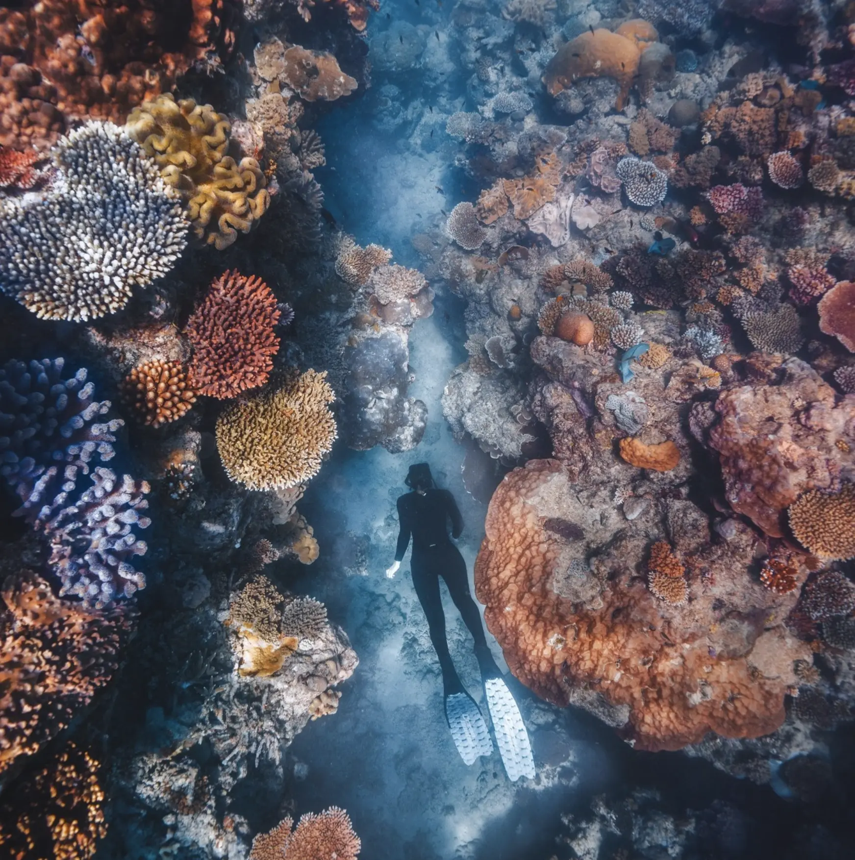 Snorkeller at Agincourt Reef
