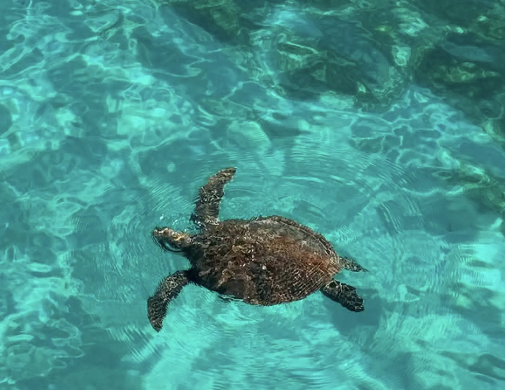 Turtle spotting during reef cruise