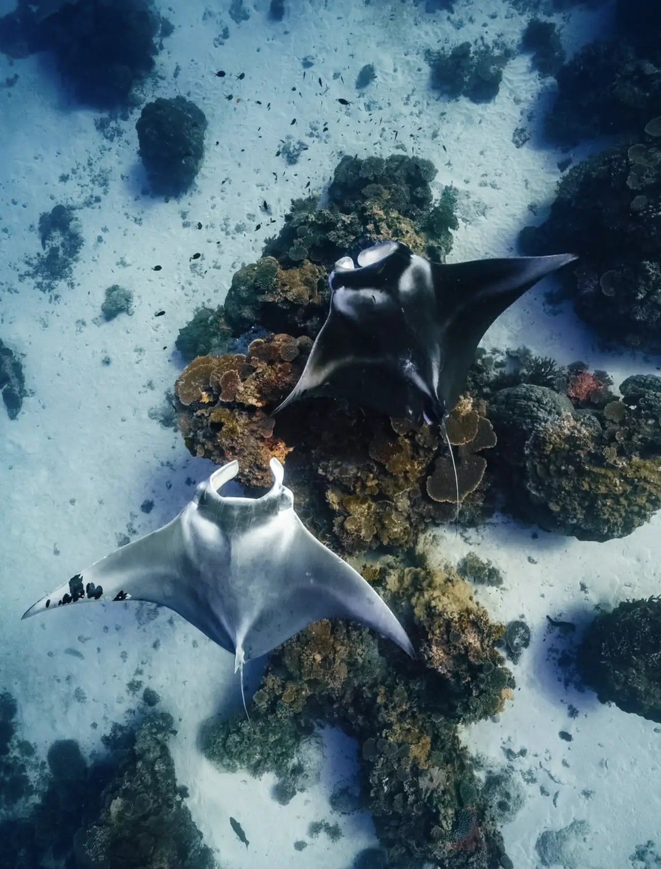 affordable reef diving experience near Port Douglas