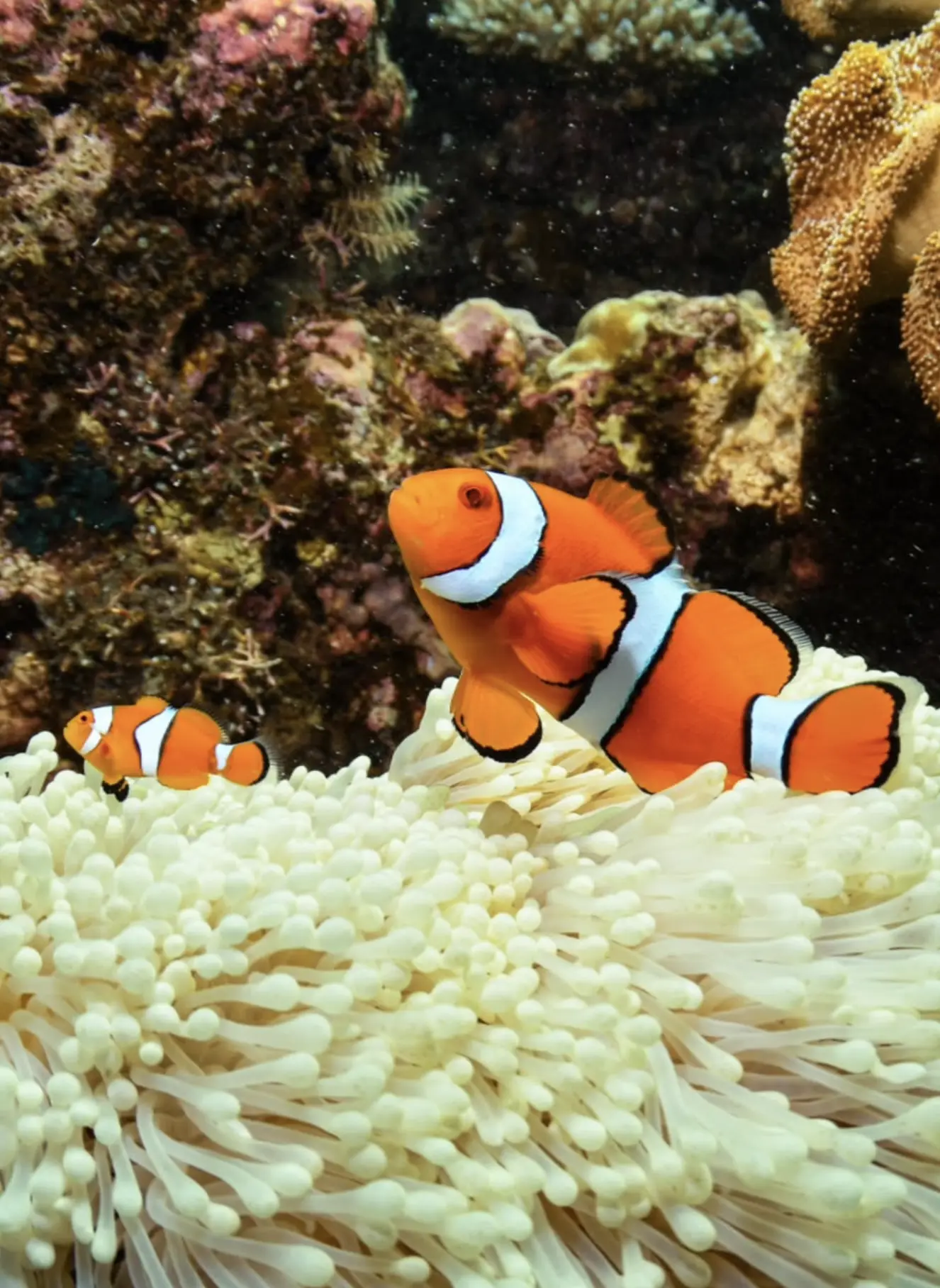 backpackers exploring coral reef on a budget