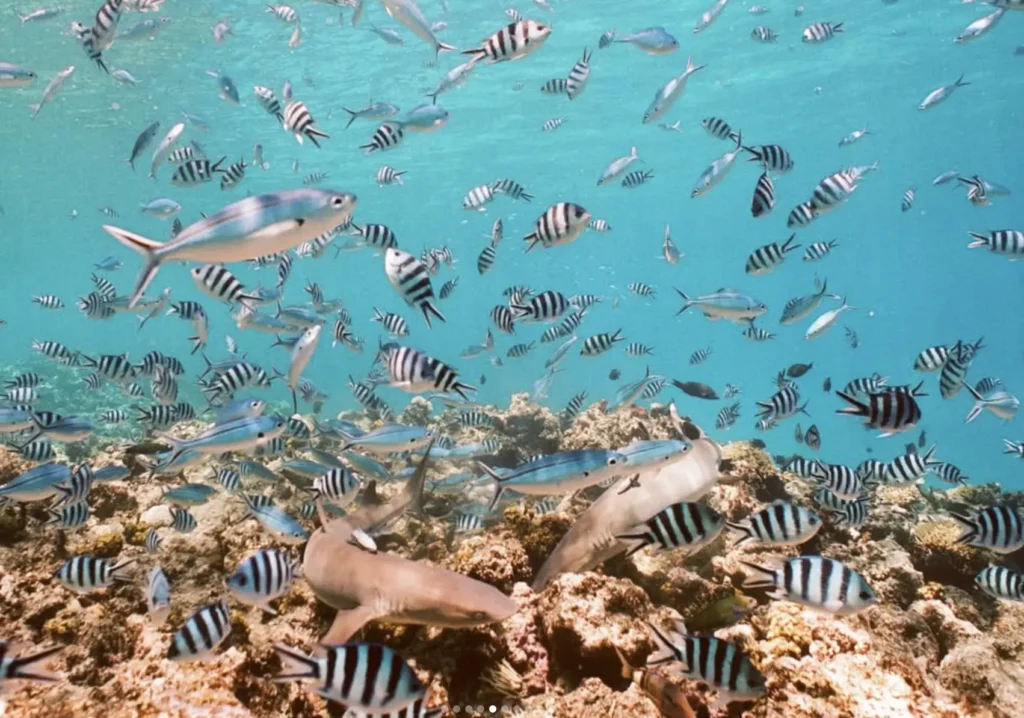 best time to visit barrier reef