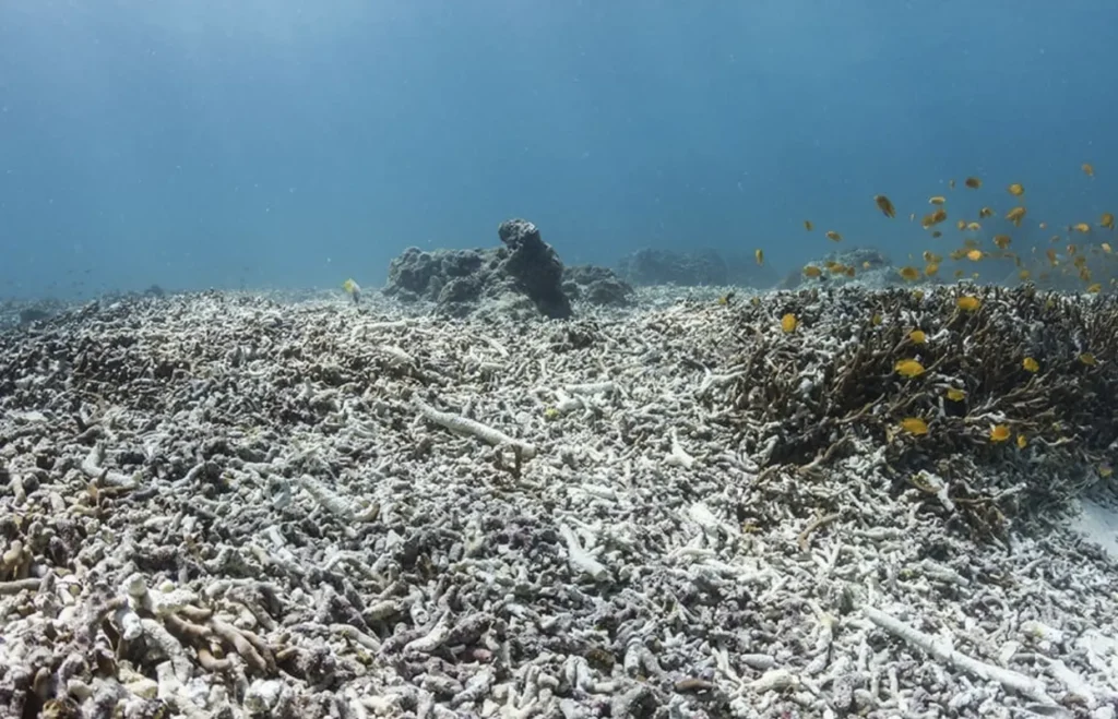 climate change impact coral reefs