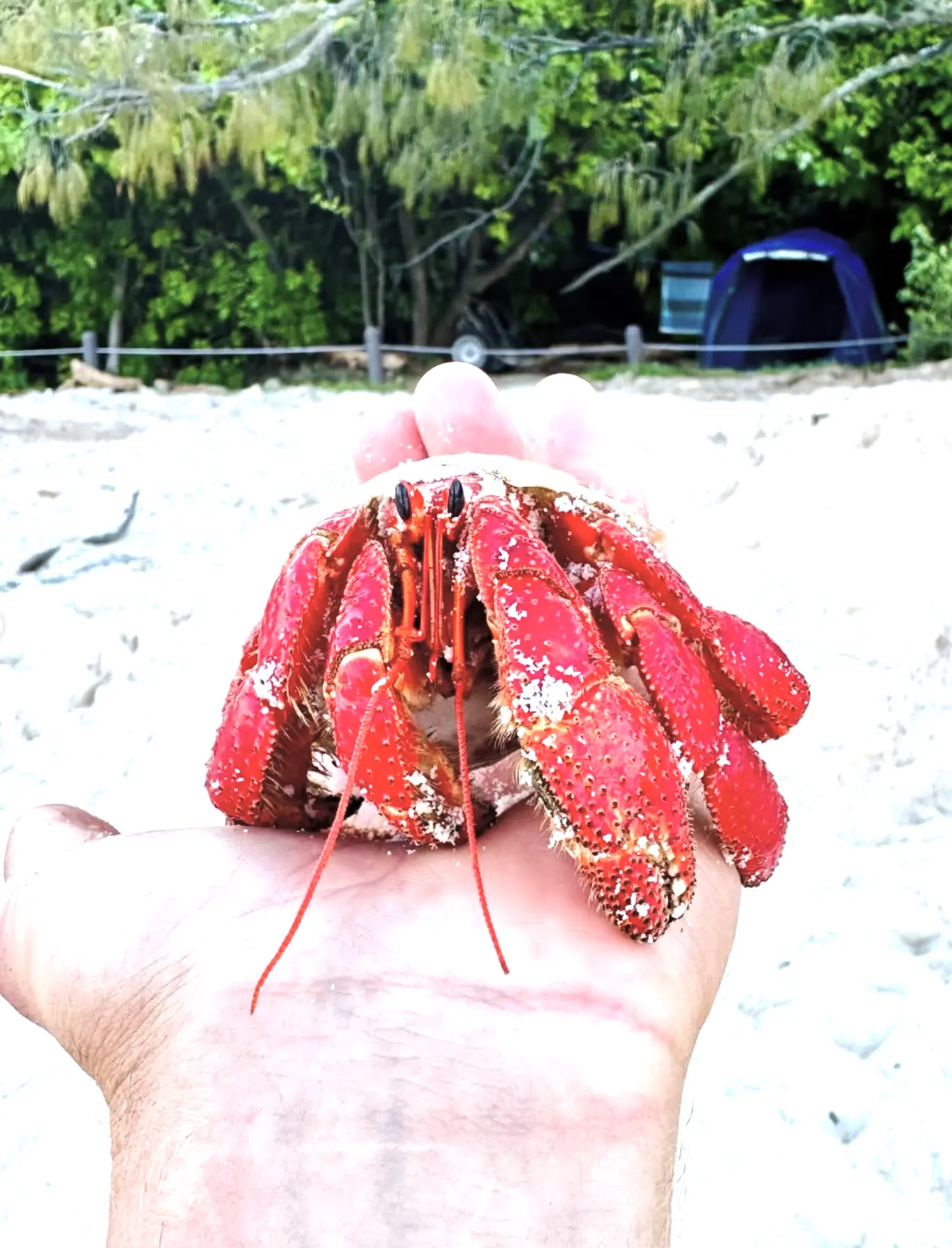 coral coast culinary adventures