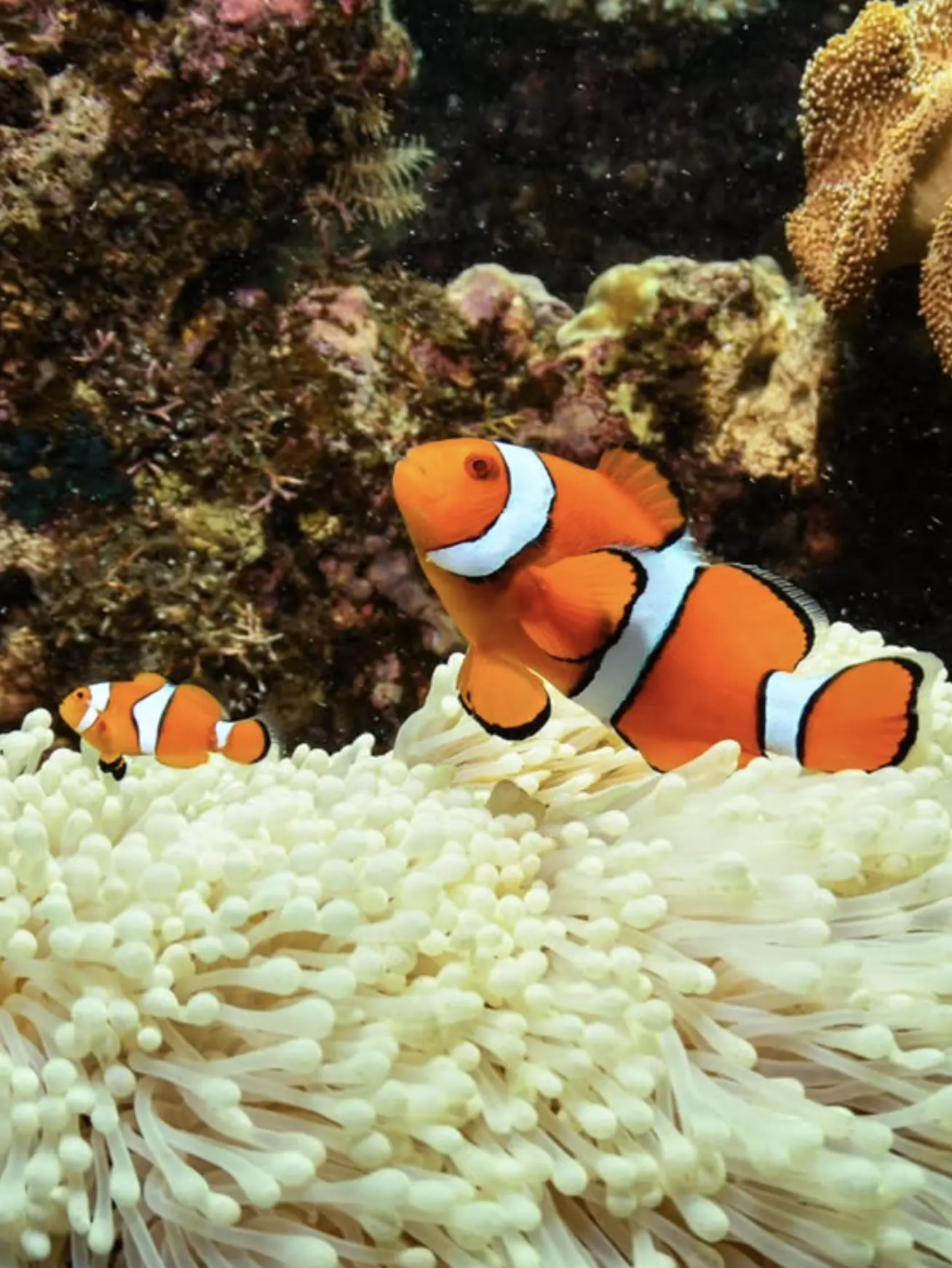 donate to reef conservation projects
