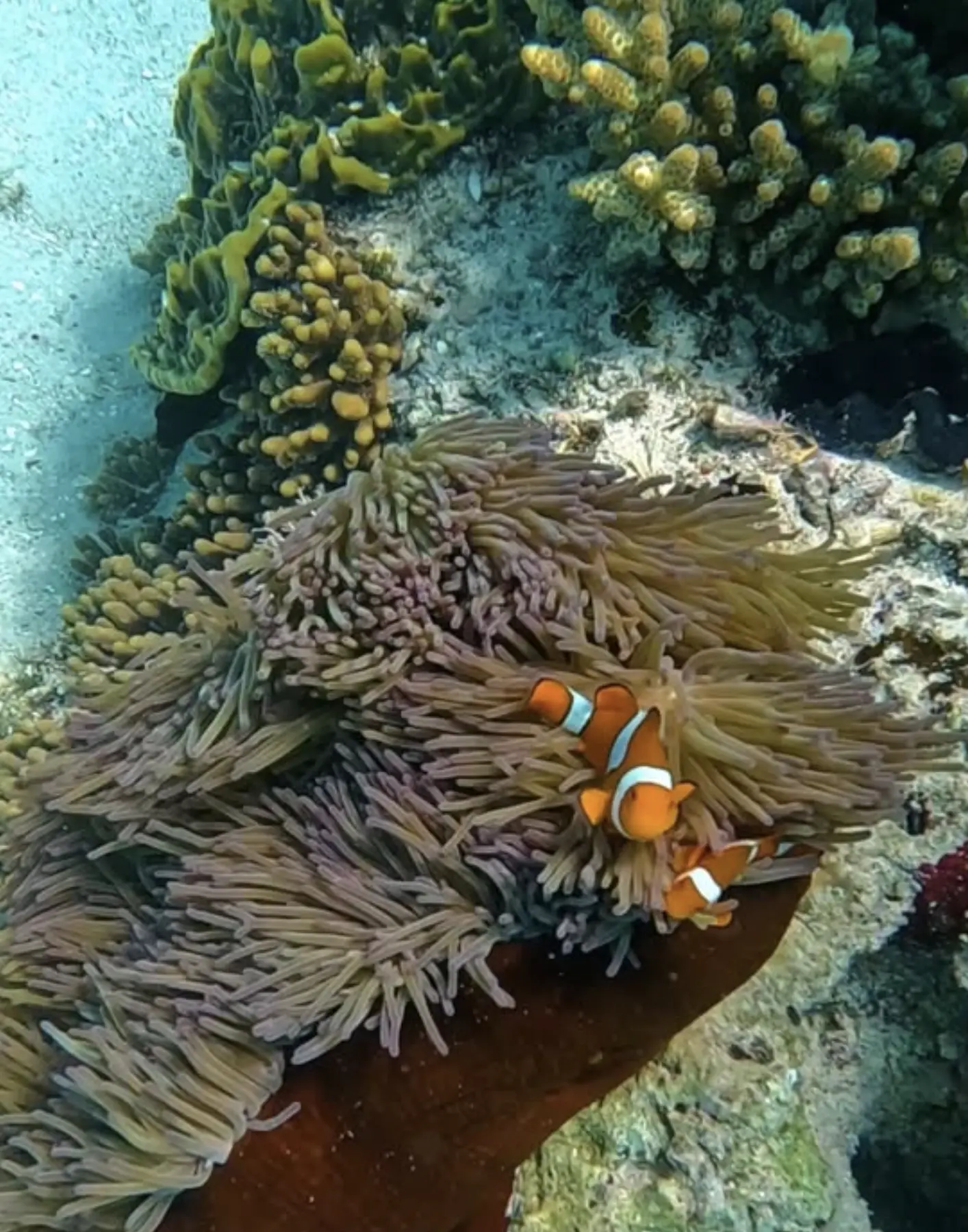 hostel stay with reef access in Airlie Beach