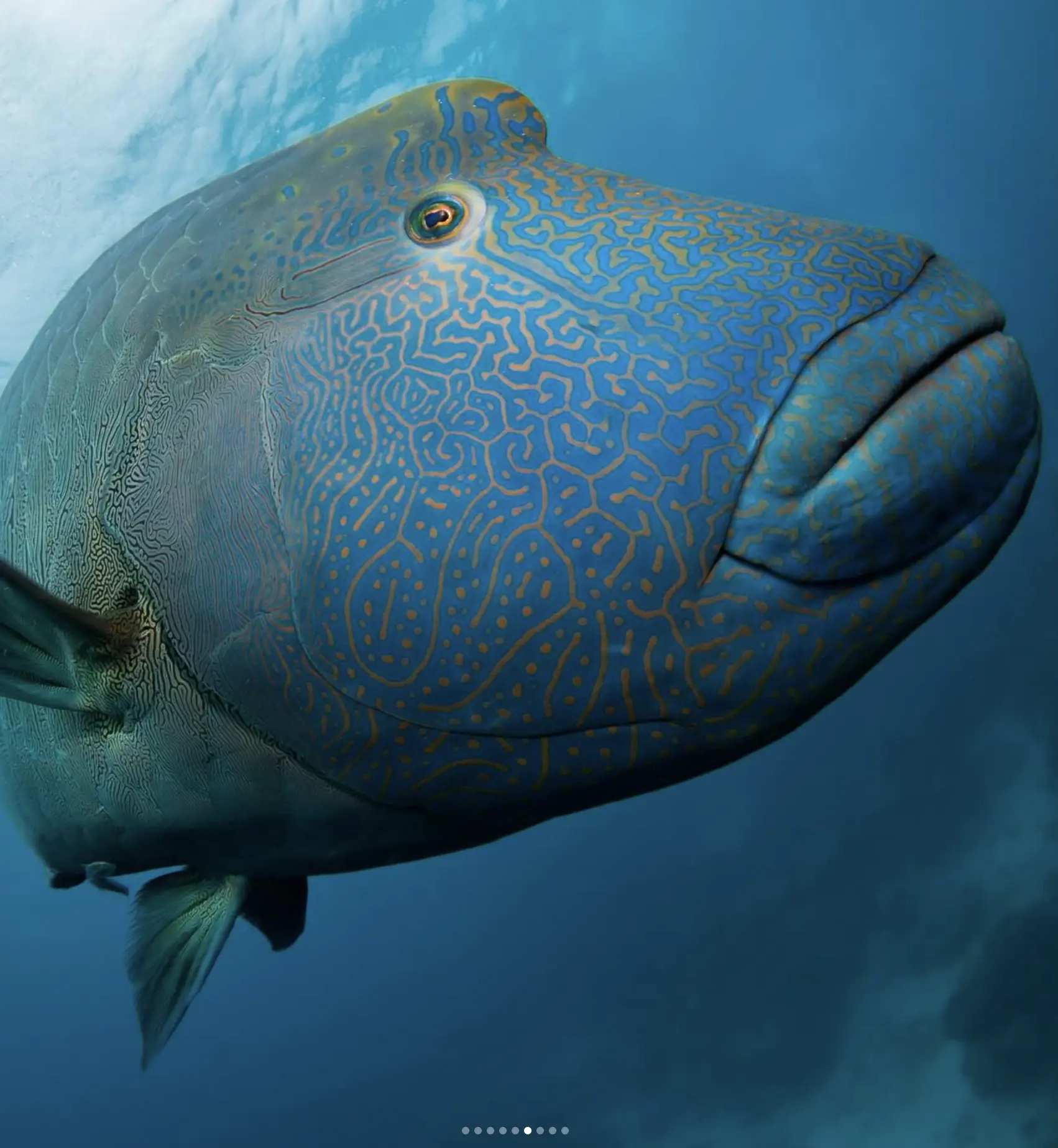 marine life Great Barrier Reef
