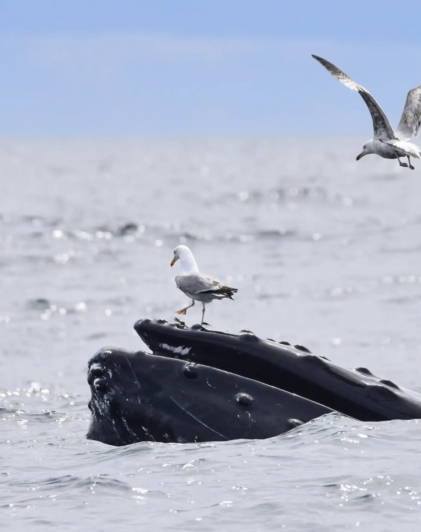 marine mammal encounters Great Barrier Reef
