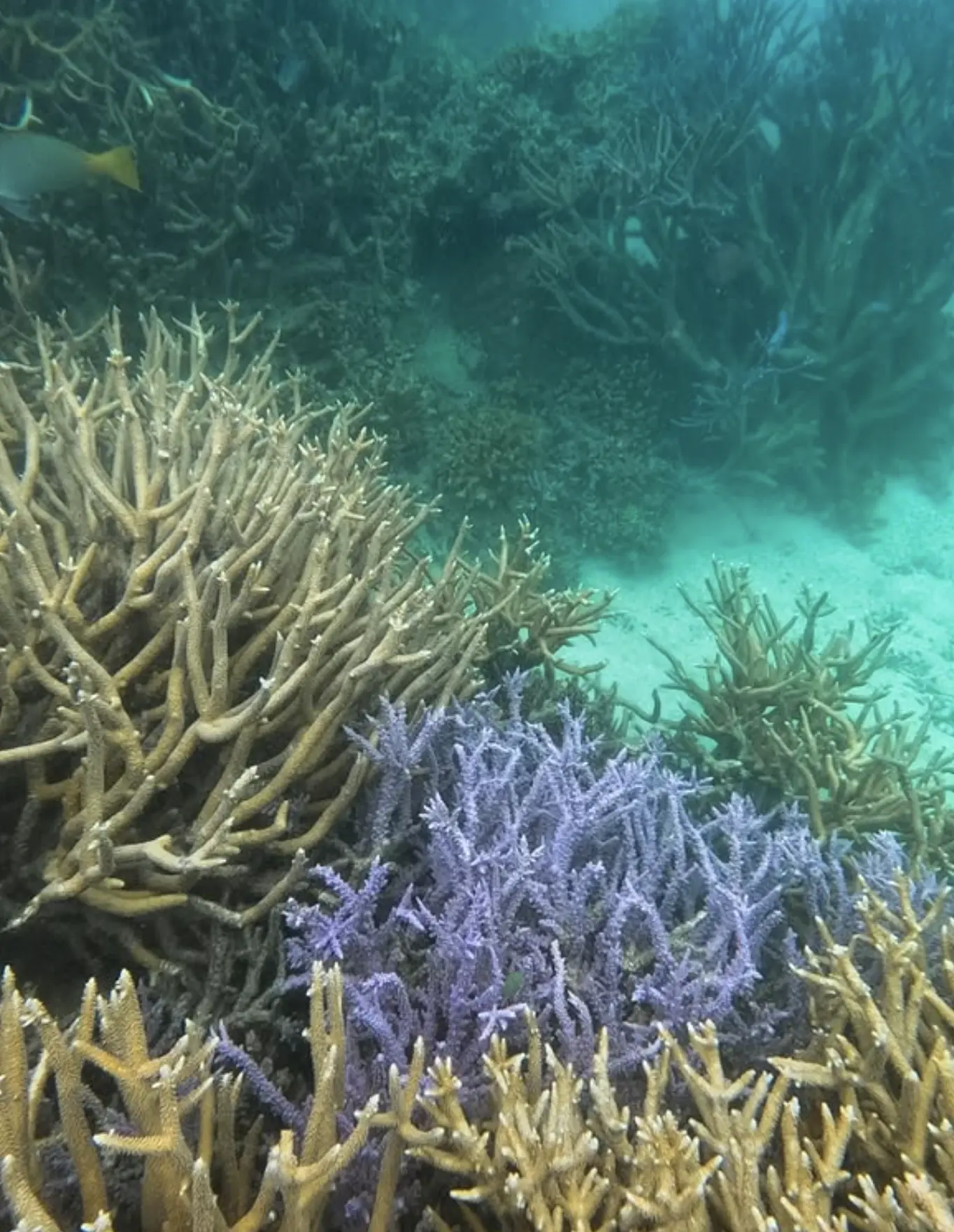 reef-safe sunscreen for snorkelling