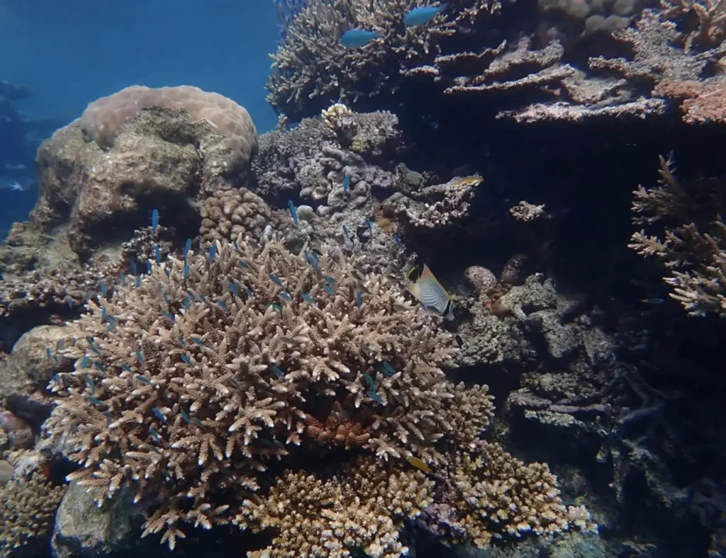 best time to go to great barrier reef Australia