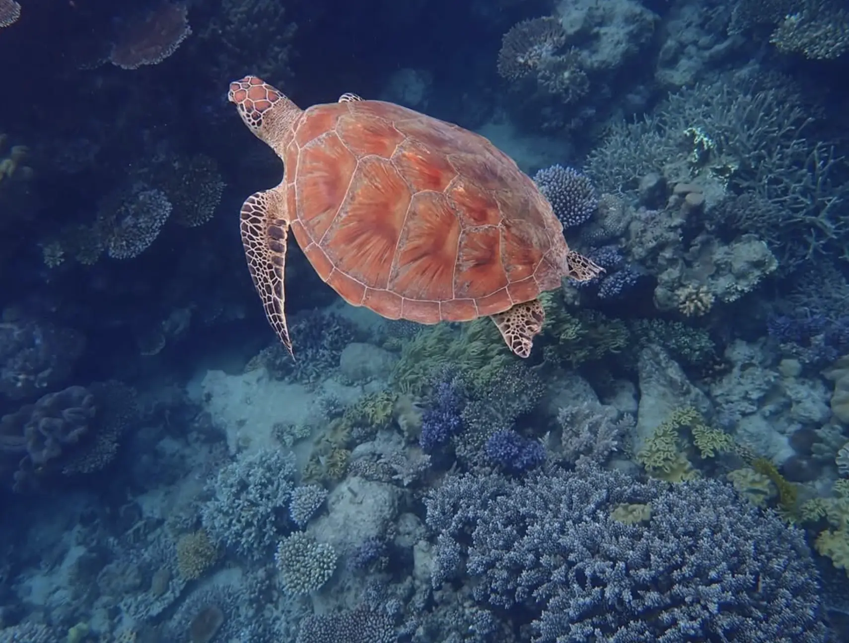 best season to visit great barrier reef best season to visit great barrier reef