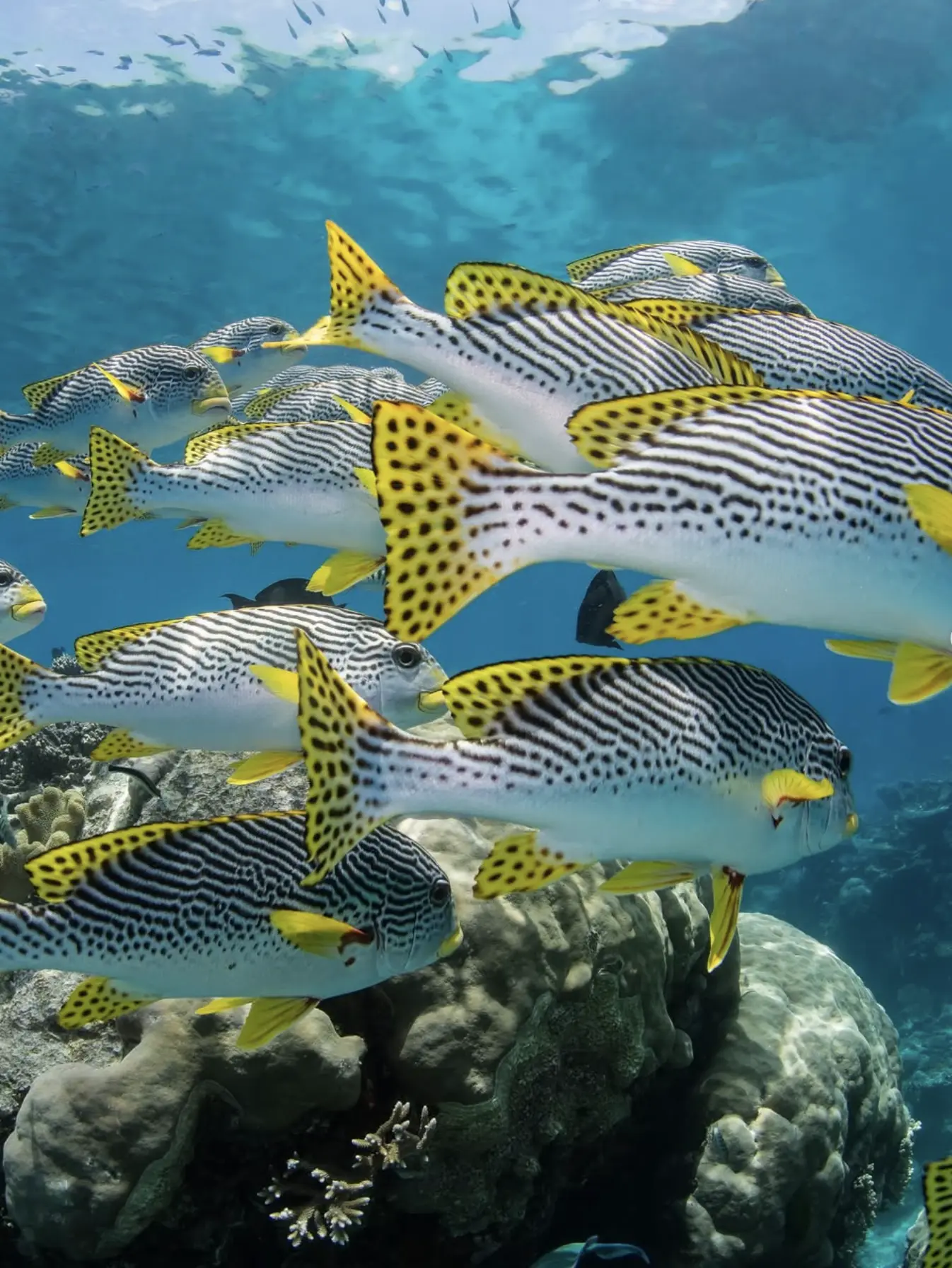 best time to visit the great barrier reef