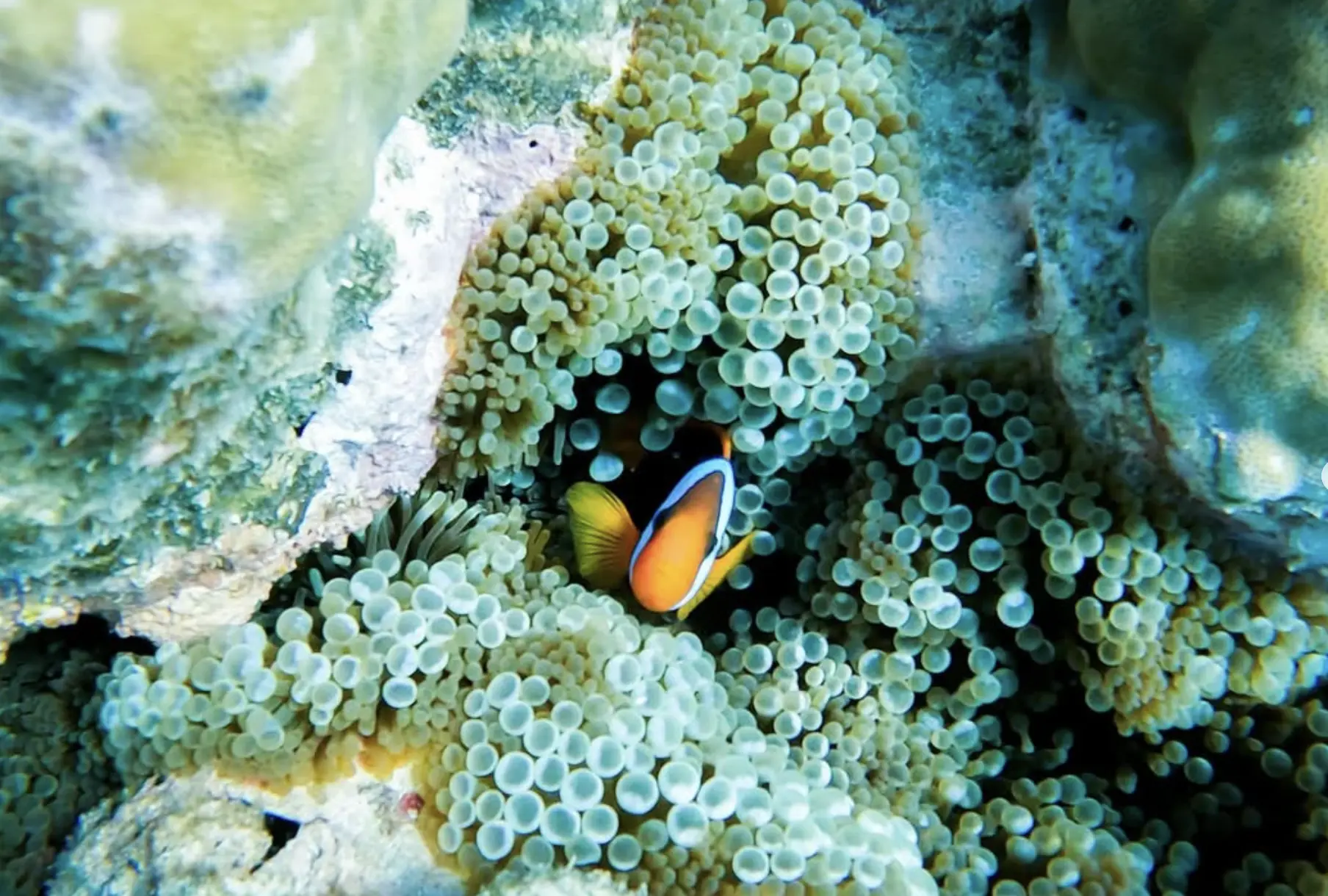 snorkel gear rental at Magnetic Island