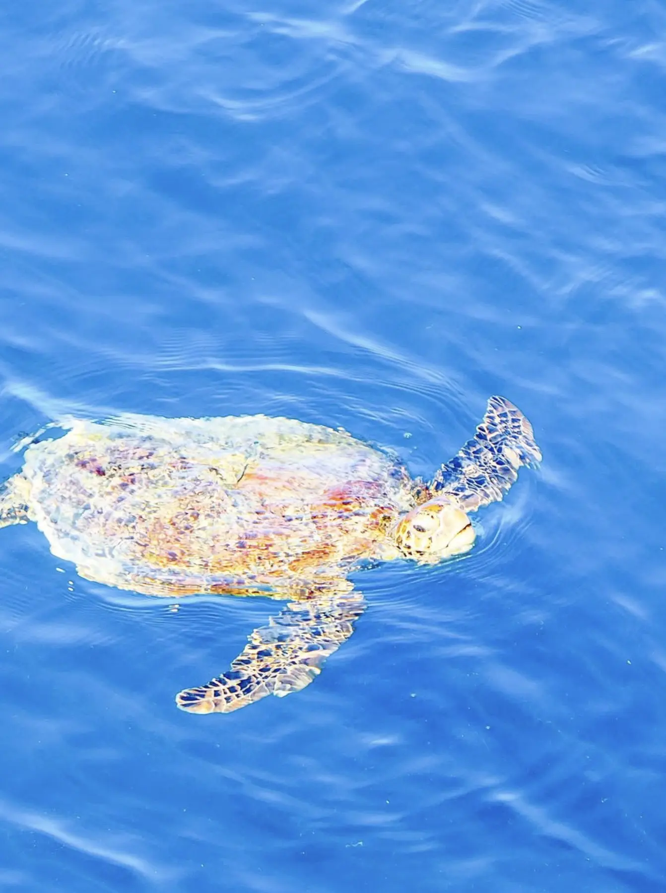 snorkelling trips Townsville Great Barrier Reef