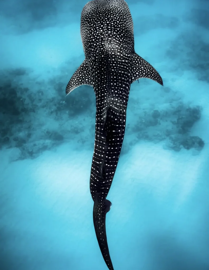 tropical marine life encounters reef