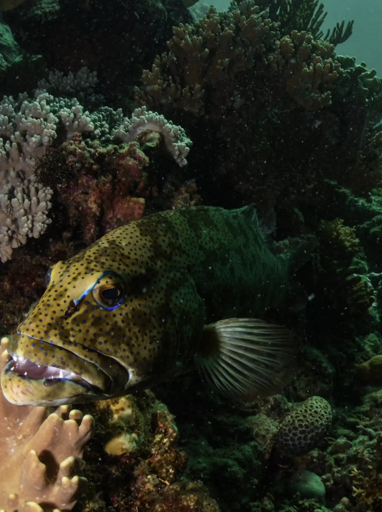 volunteer helping coral restoration on reef