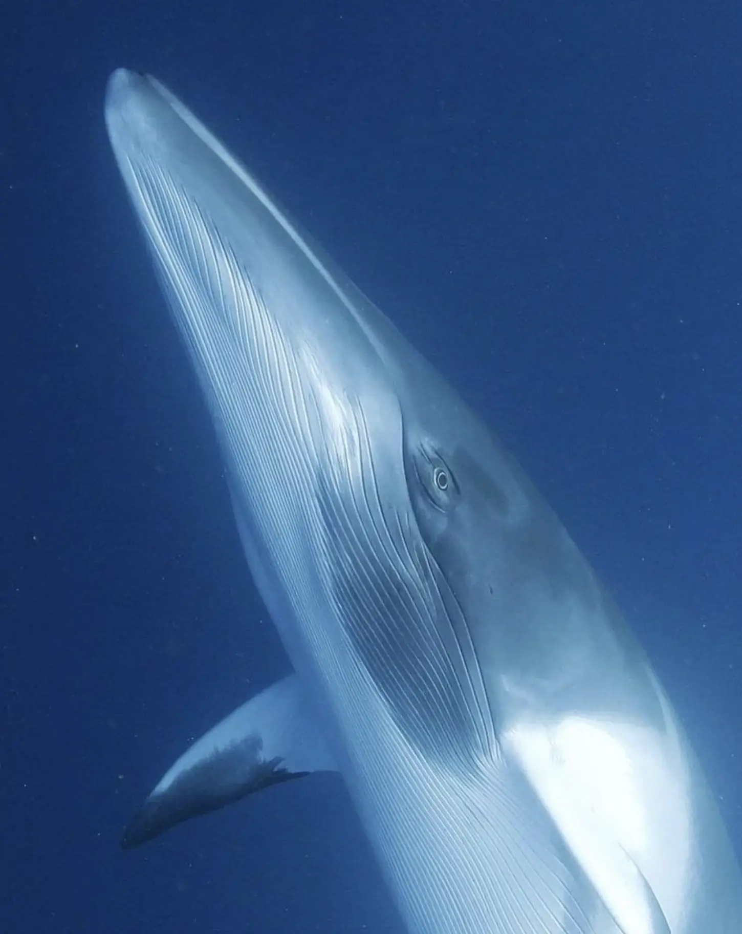 whale watching Great Barrier Reef
