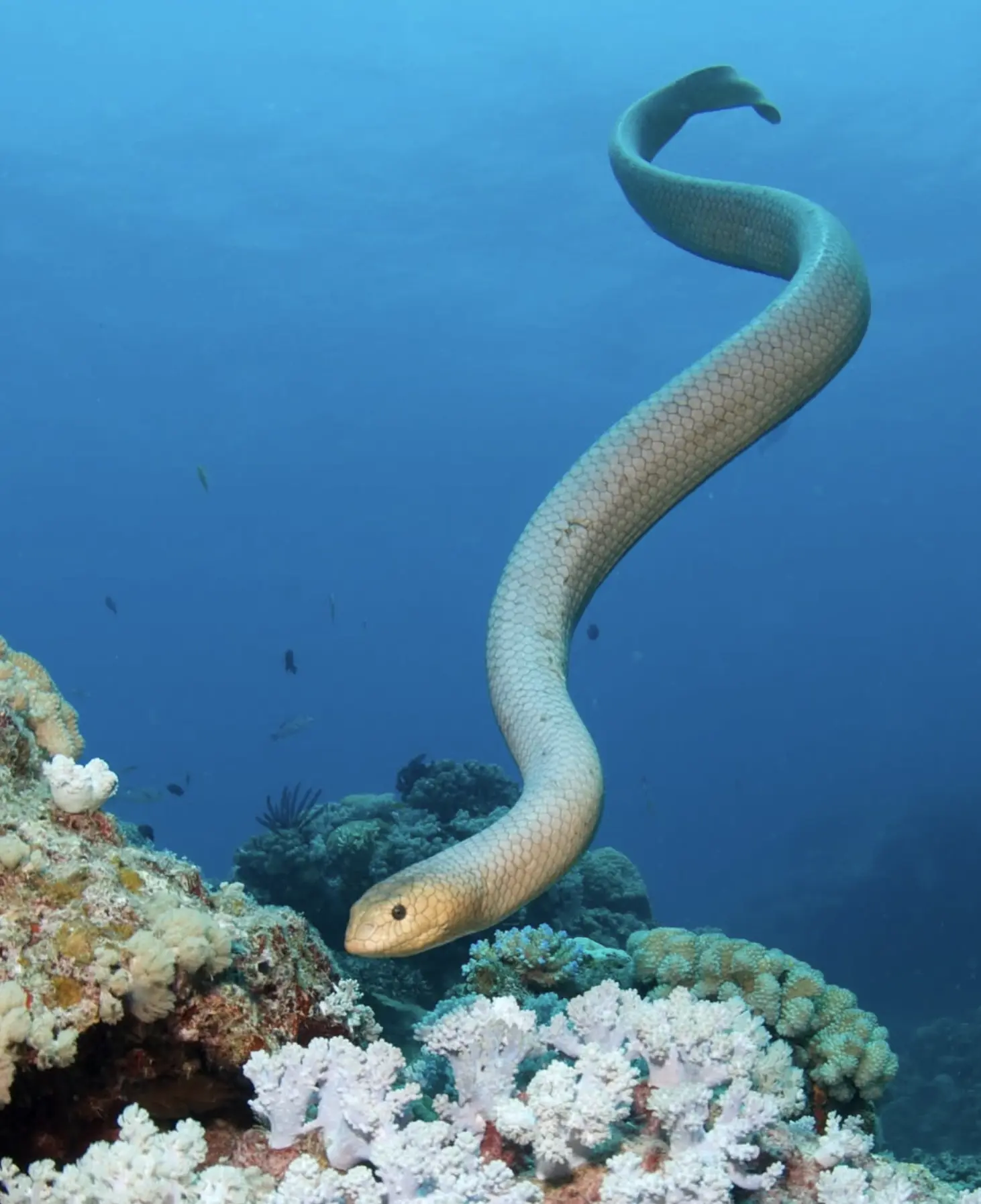 what are best islands of the Great Barrier Reef
