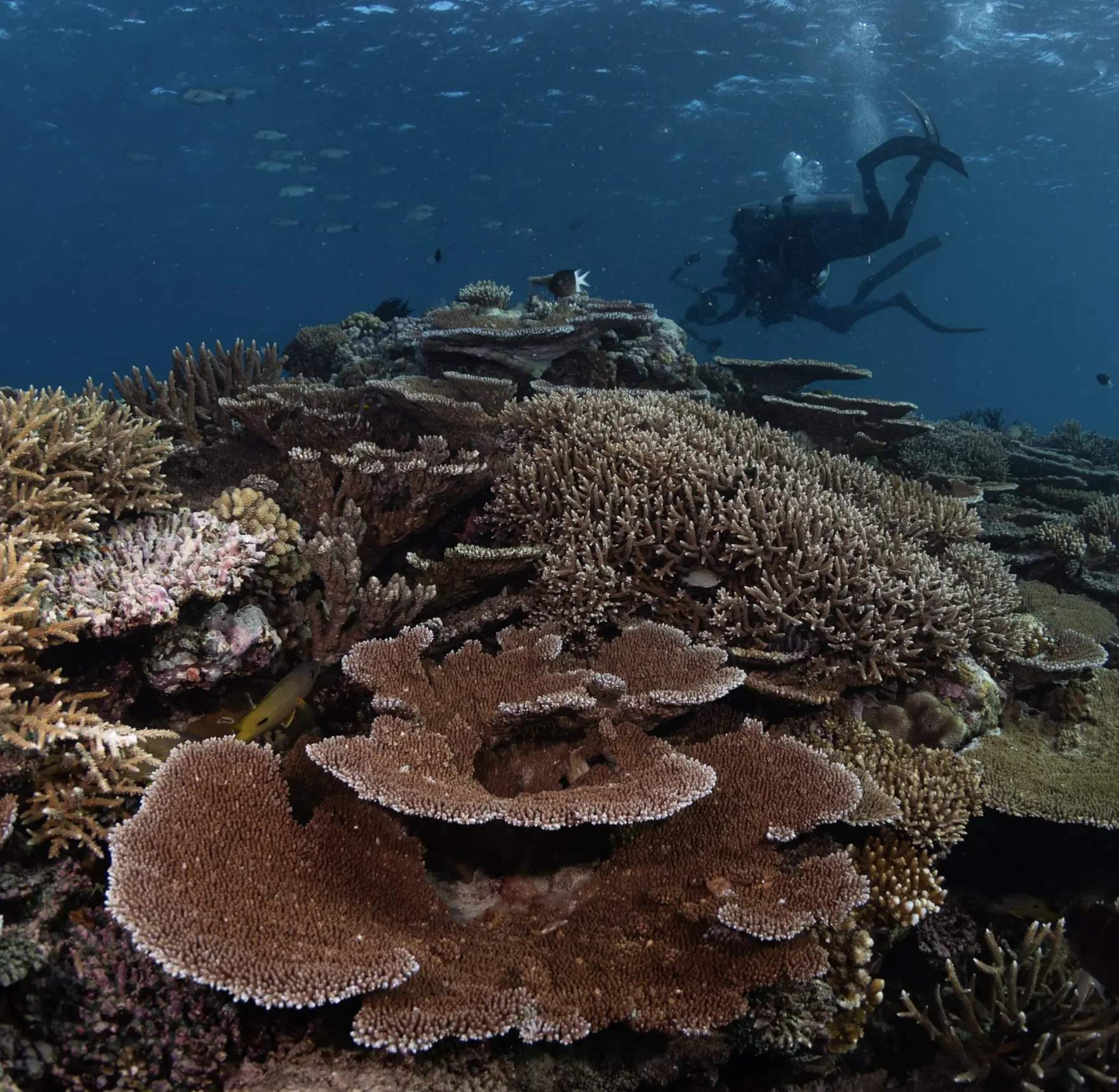Algal flora of the Great Barrier Reef ecosystem