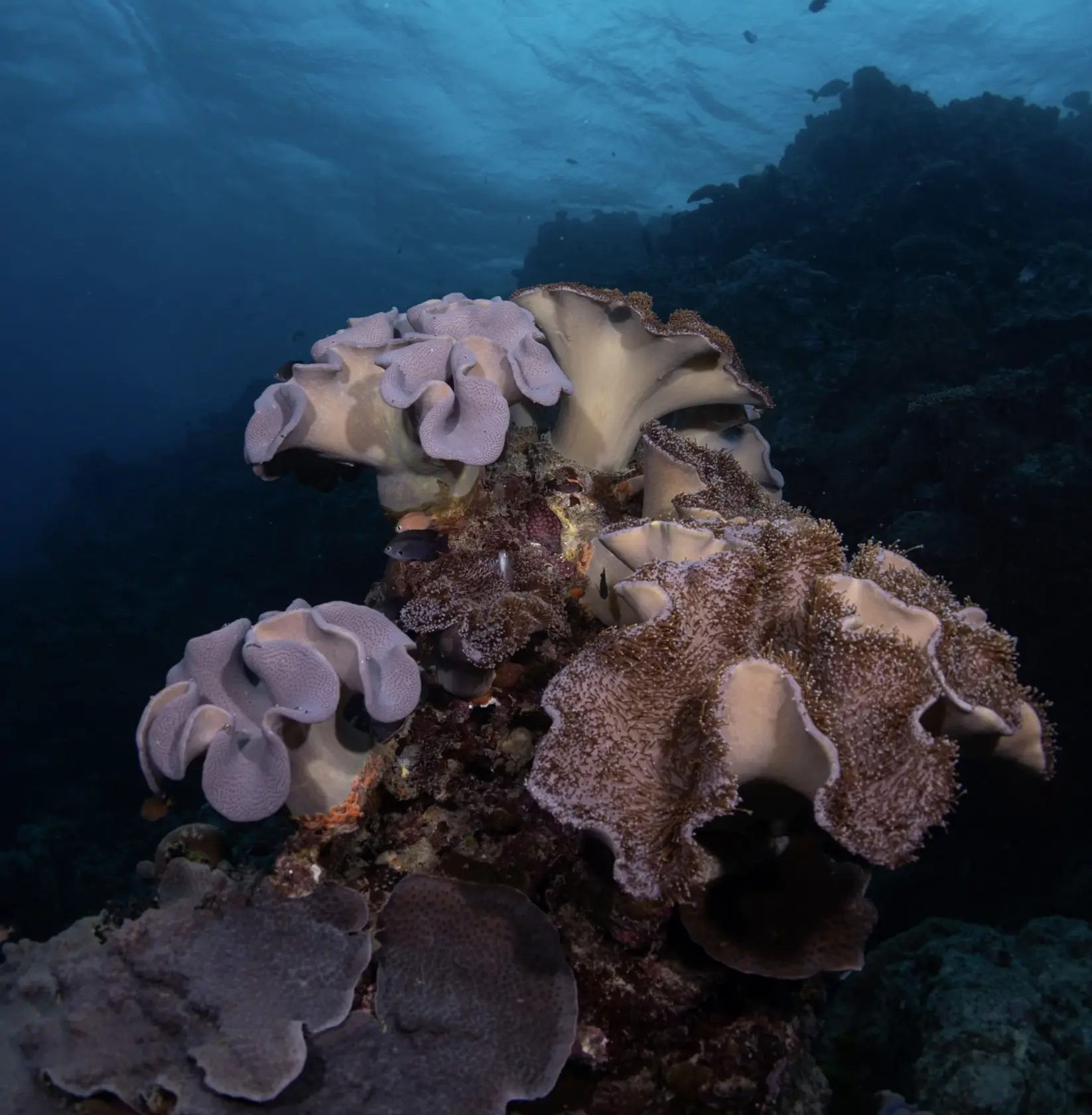 Bubble algae flora supporting coral growth
