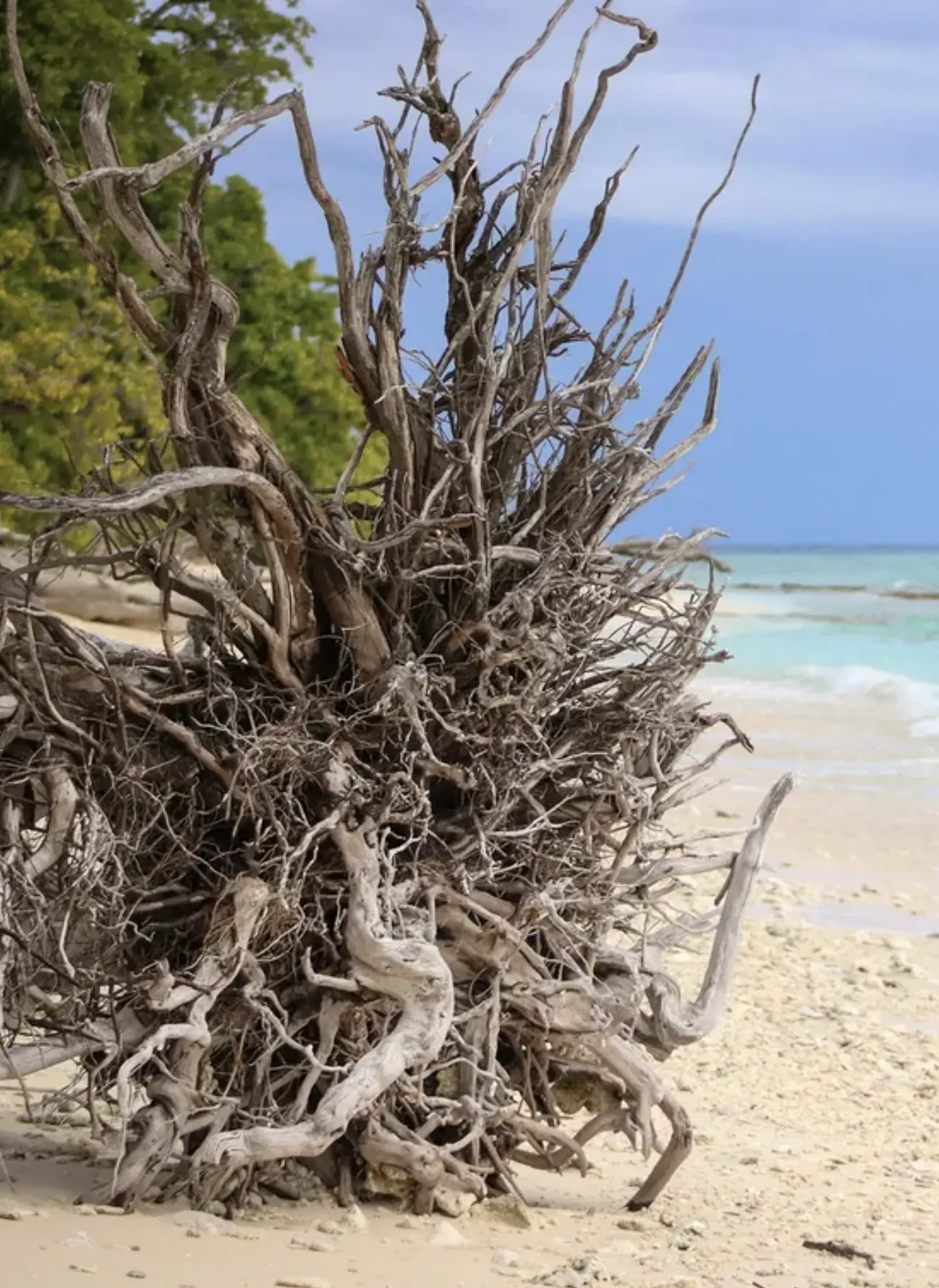Camping on Lady Musgrave beach