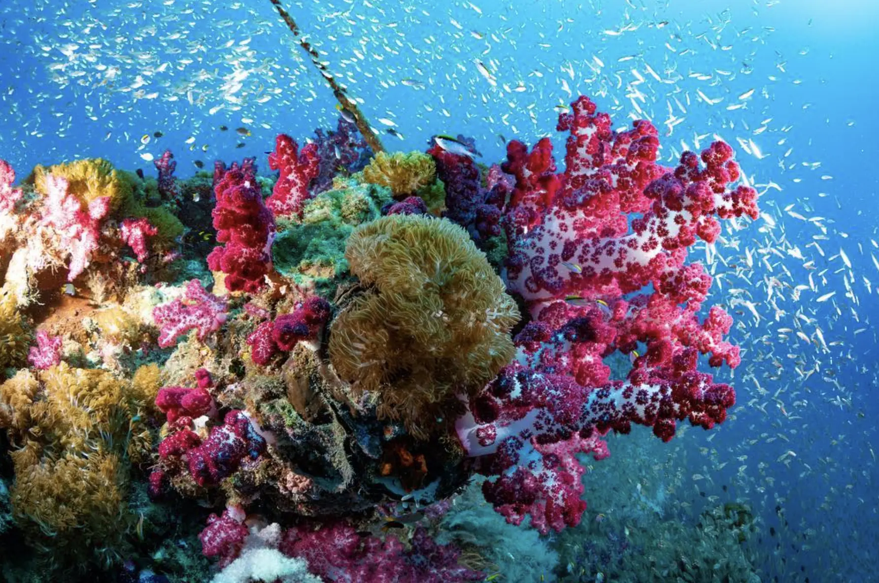 Close-up of corals and marine life on Yongala’s rusted deck