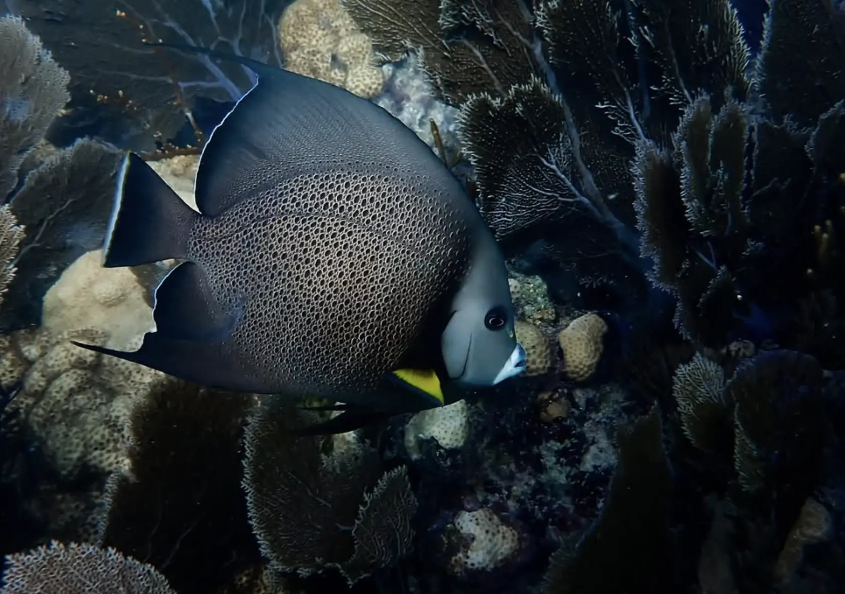 DIY reef walk near Green Island jetty