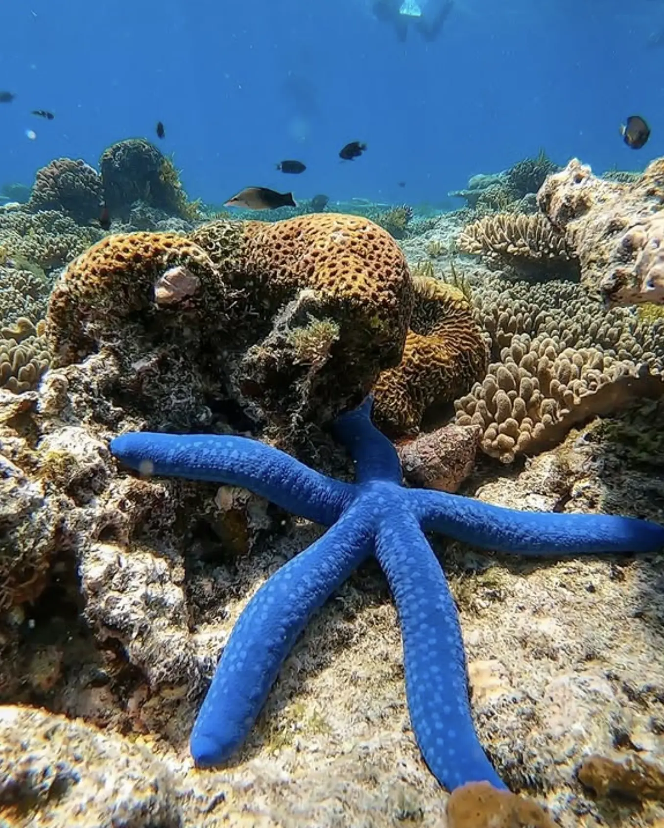 Diverse marine flora of the Great Barrier Reef