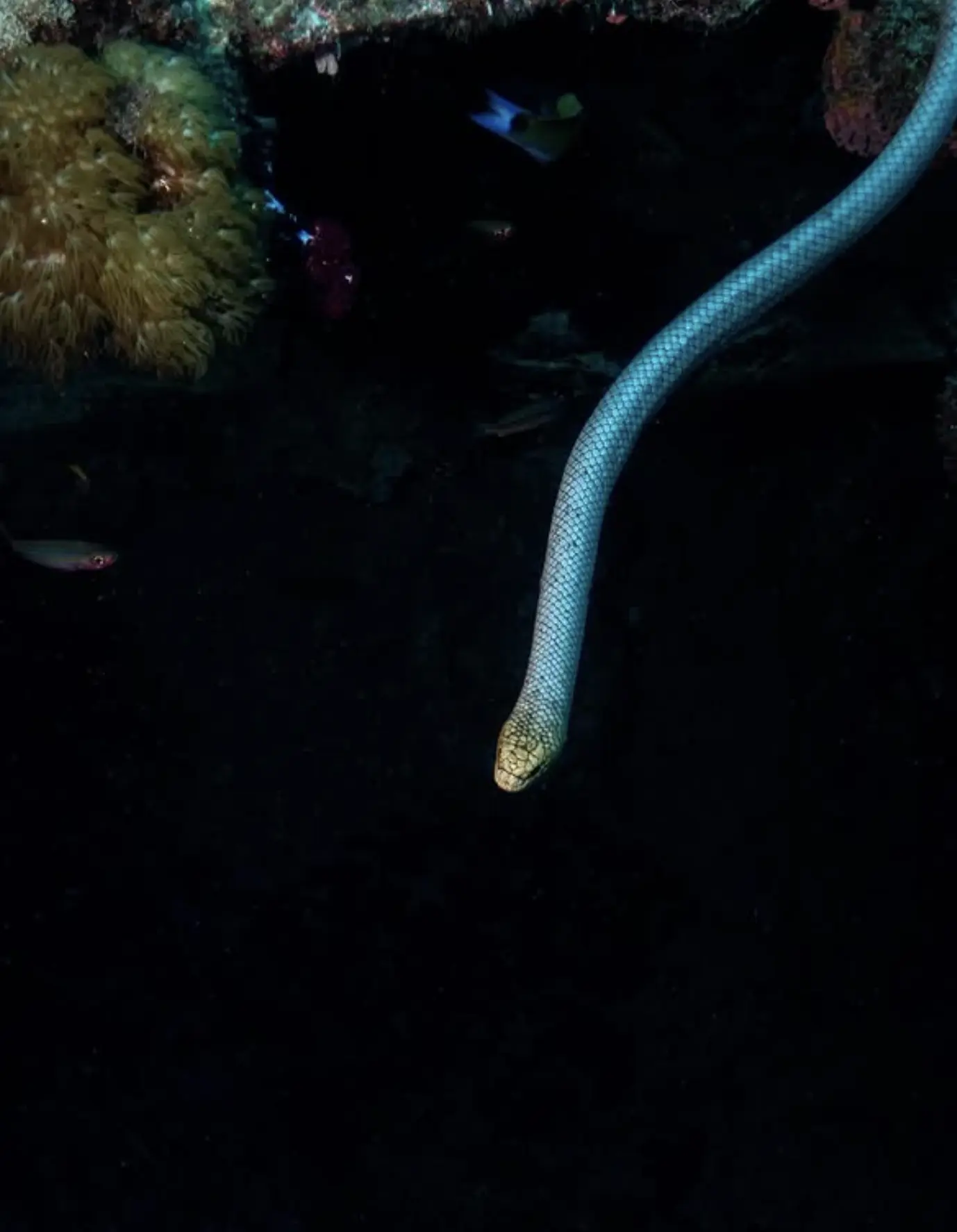 Giant trevally circling S.S. Yongala wreck on the Great Barrier Reef