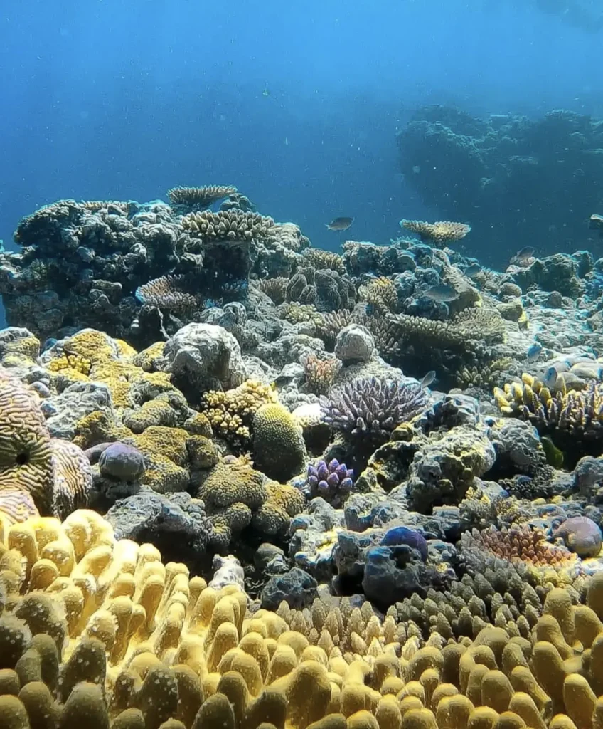 Great Barrier Reef for Kids