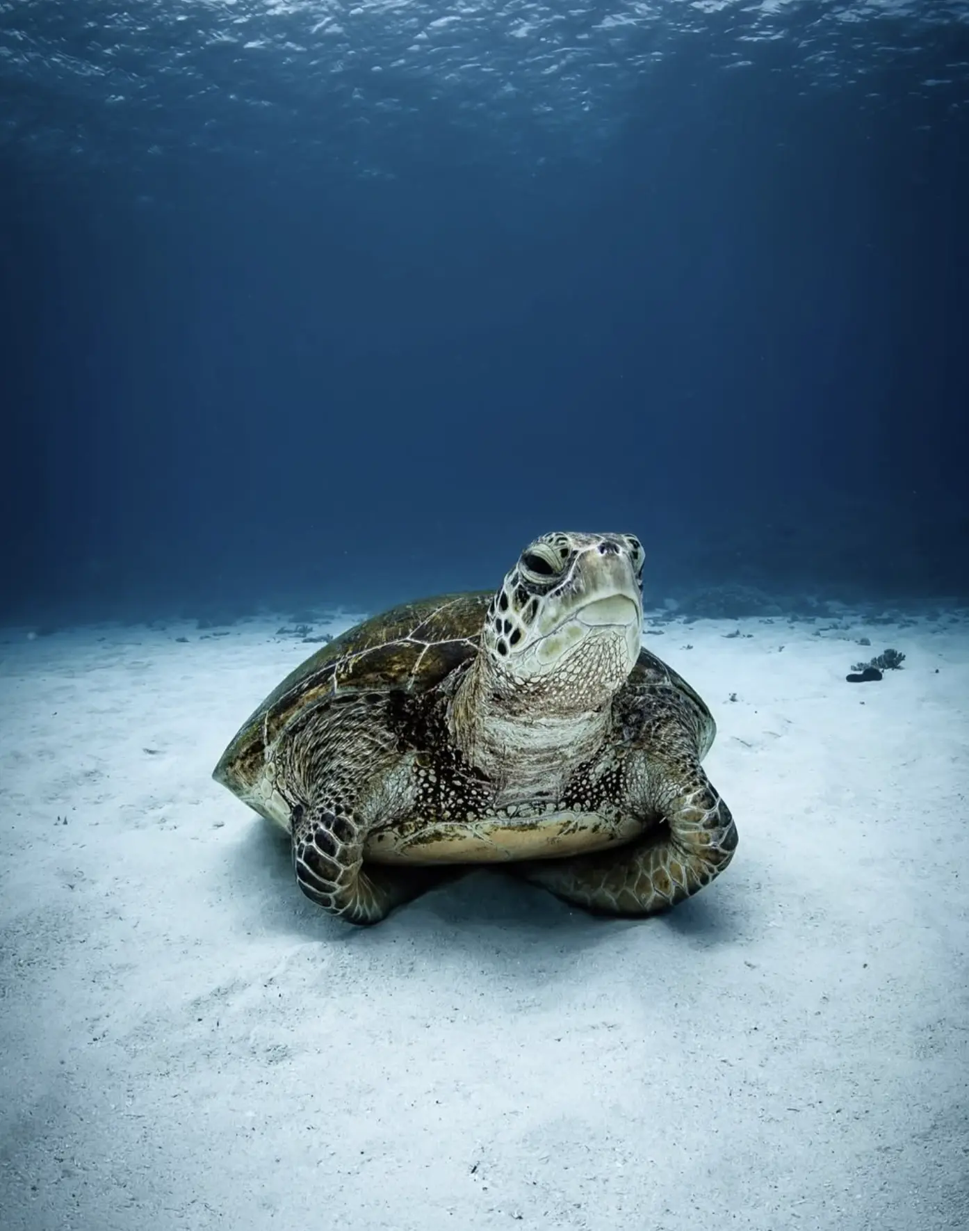 Great Barrier Reef fun facts for kids