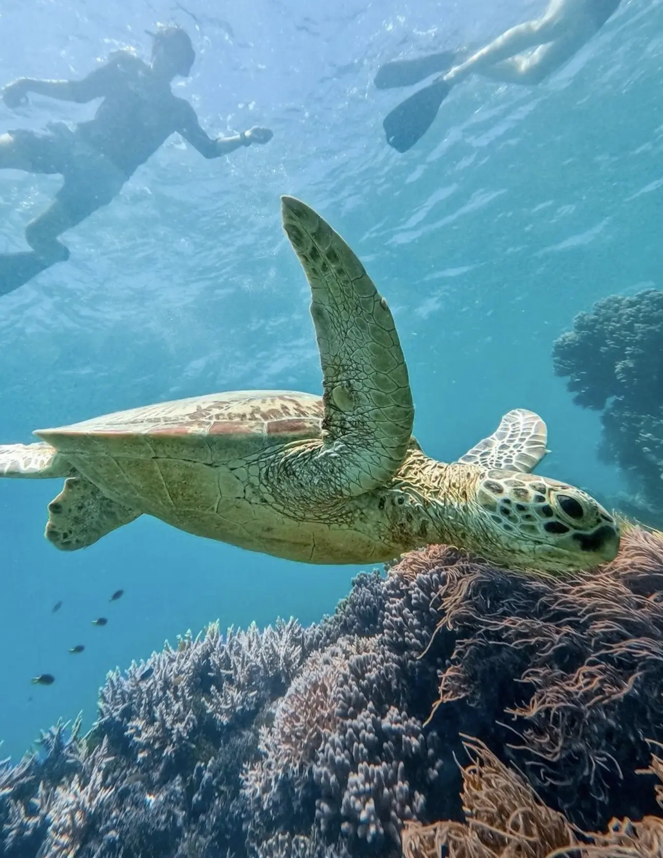 Green turtle gliding through reef
