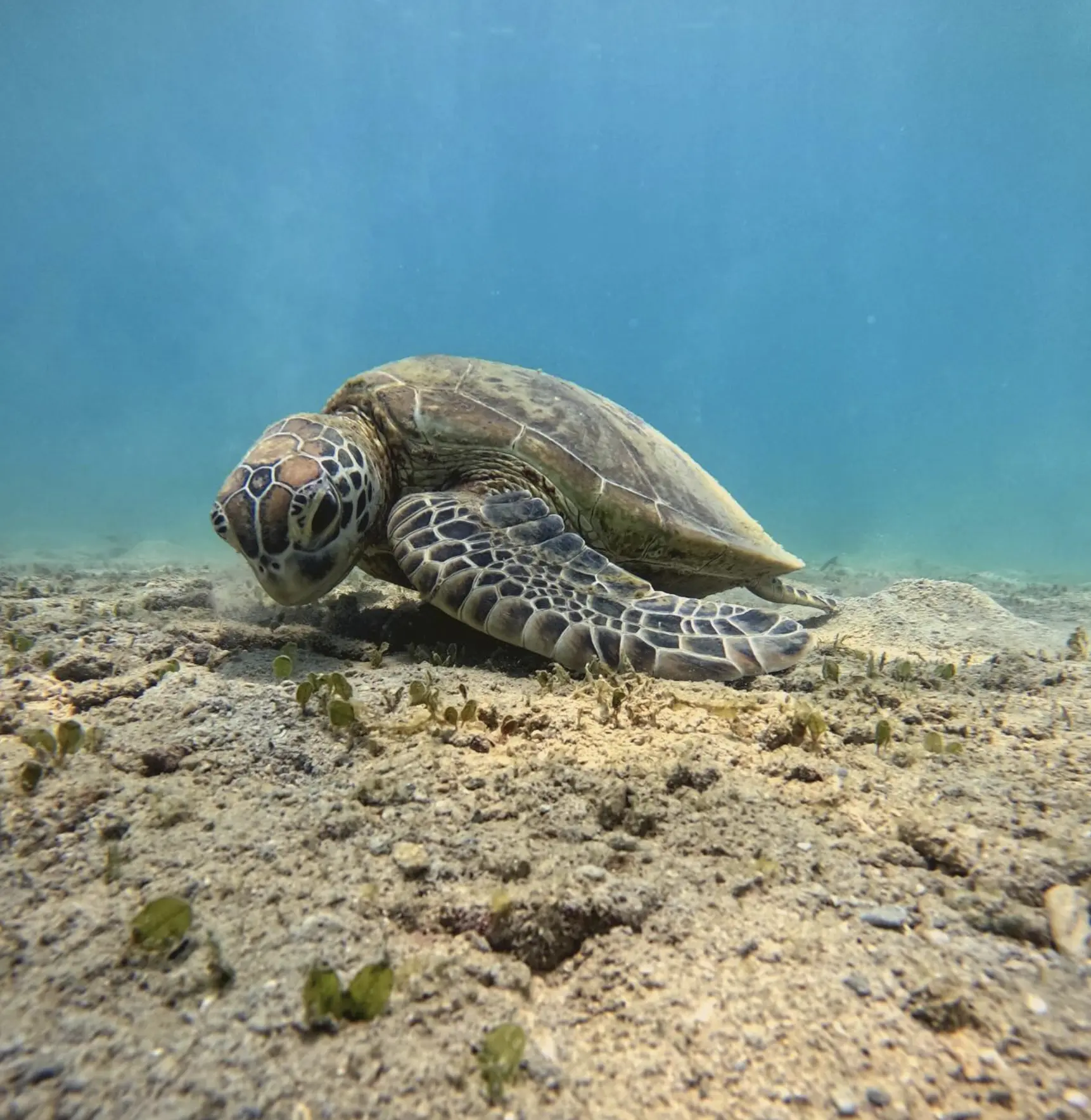 Green turtle grazing seagrass at Frankland Islands bay