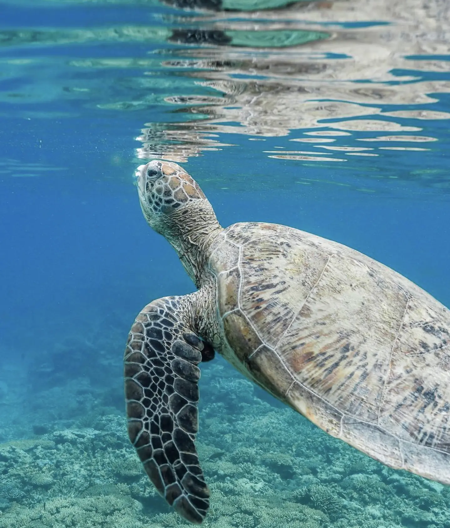 Green turtle swimming peacefully in the lagoon of Lady Musgrave Island