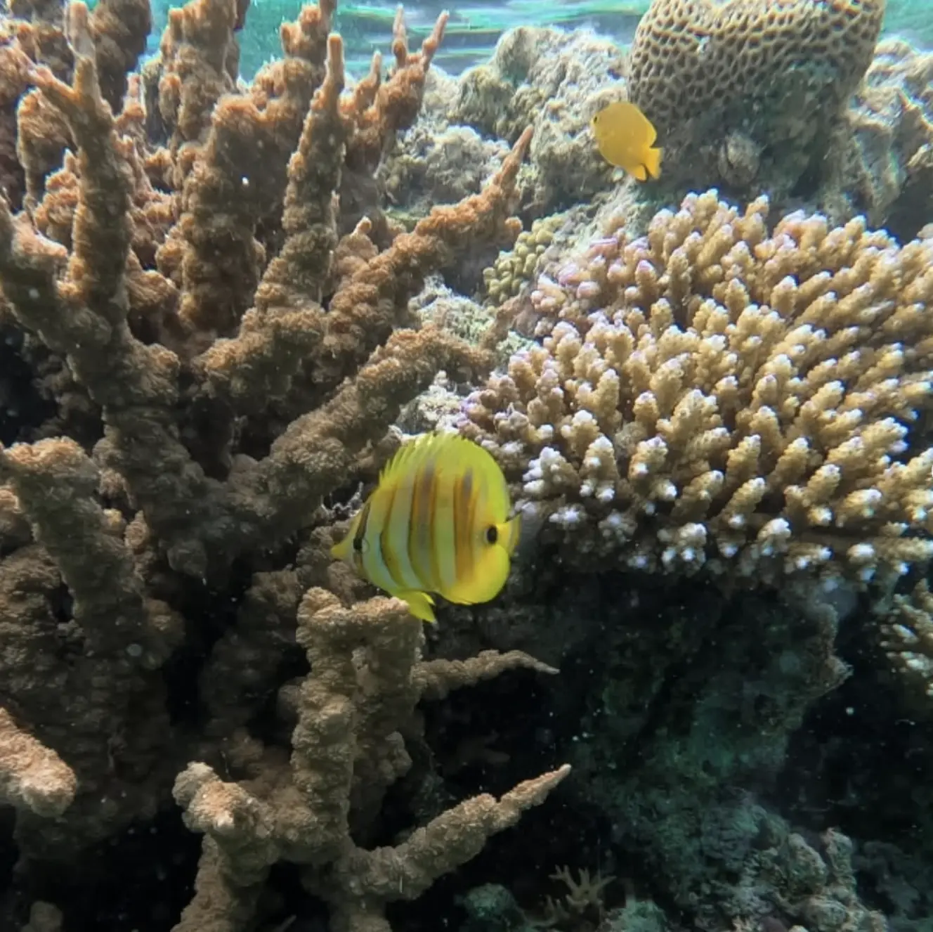 Heritage-listed Great Barrier Reef