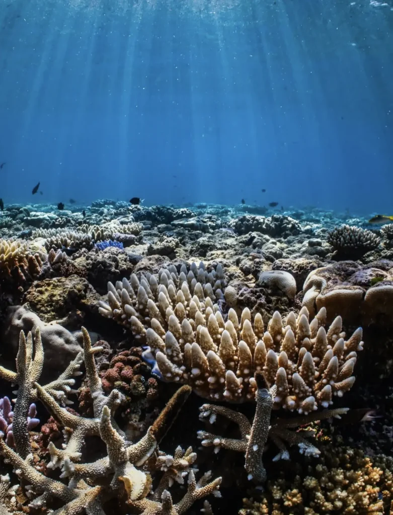Heron Island coral gardens in Great Barrier Reef