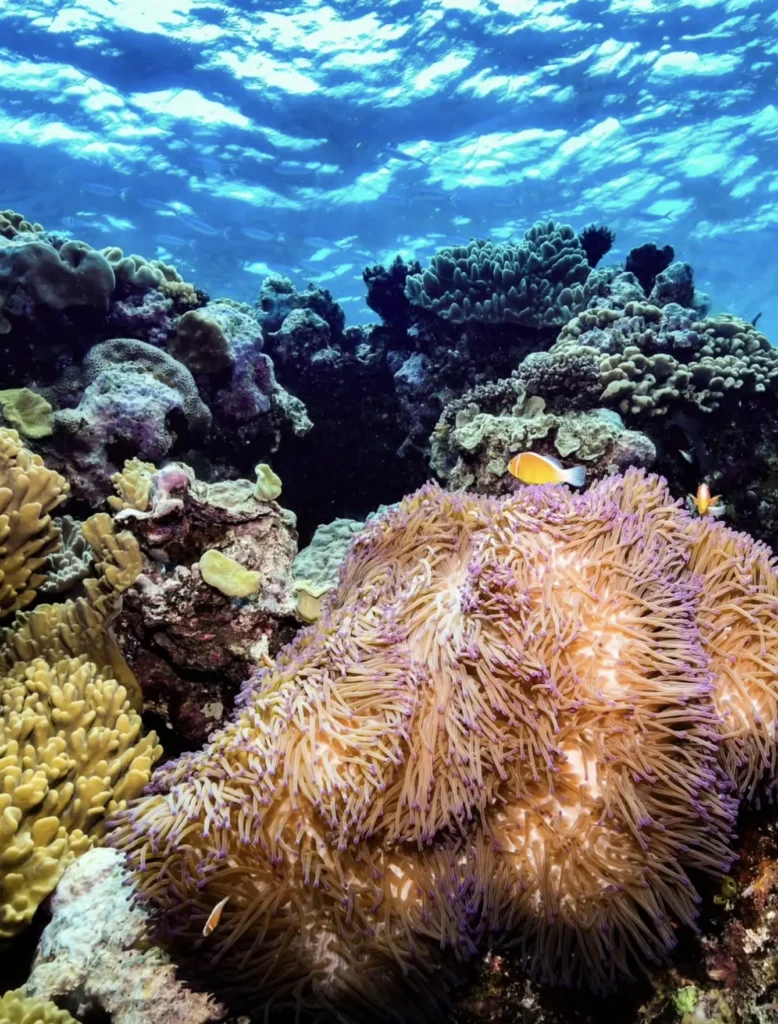 Indigenous culture Far North Reef