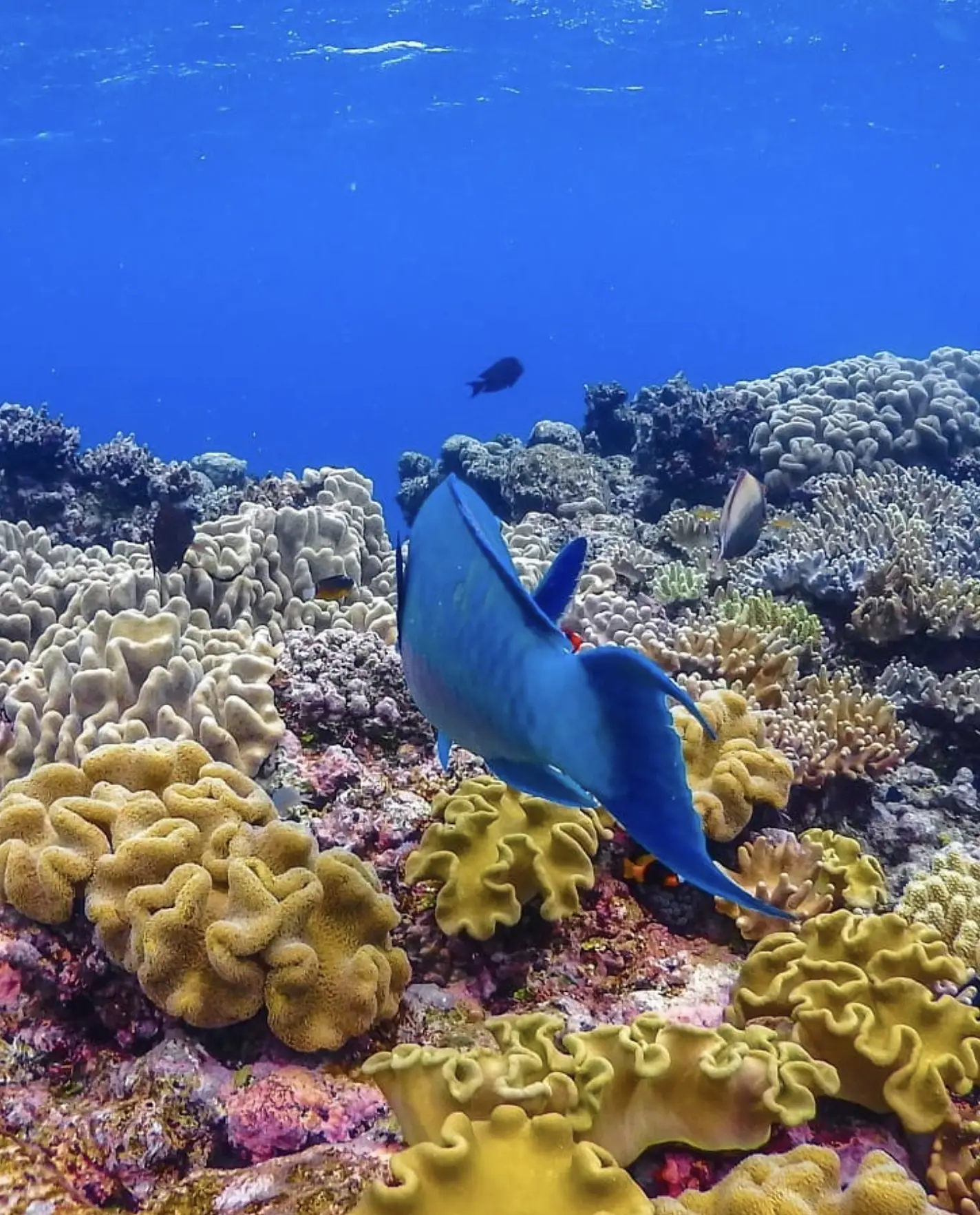 Jetty and reef at Haggerstone Island