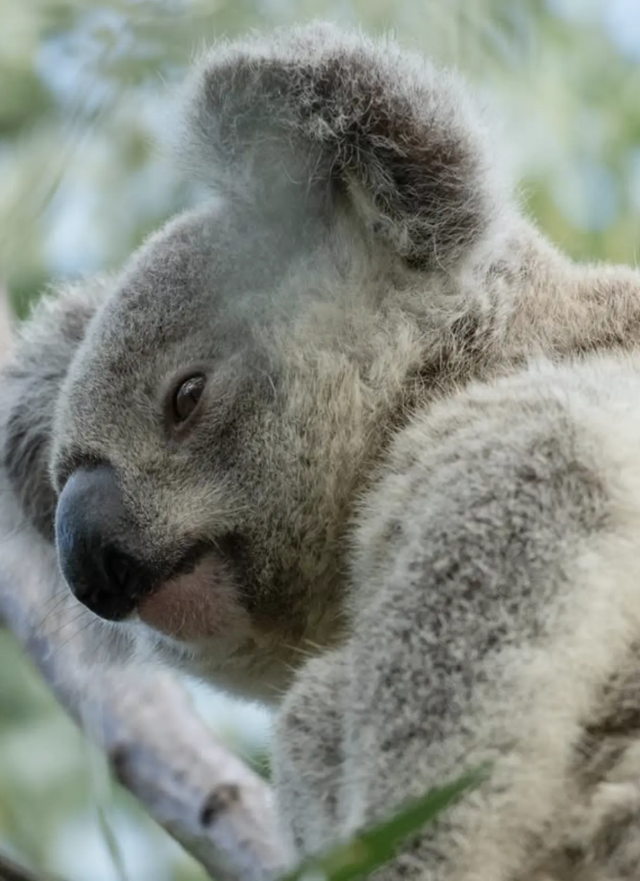 Koala in hoop pine forest on walking track