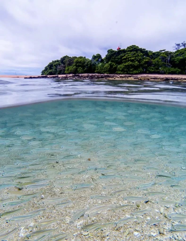 Lighthouse view on Low Isles reef