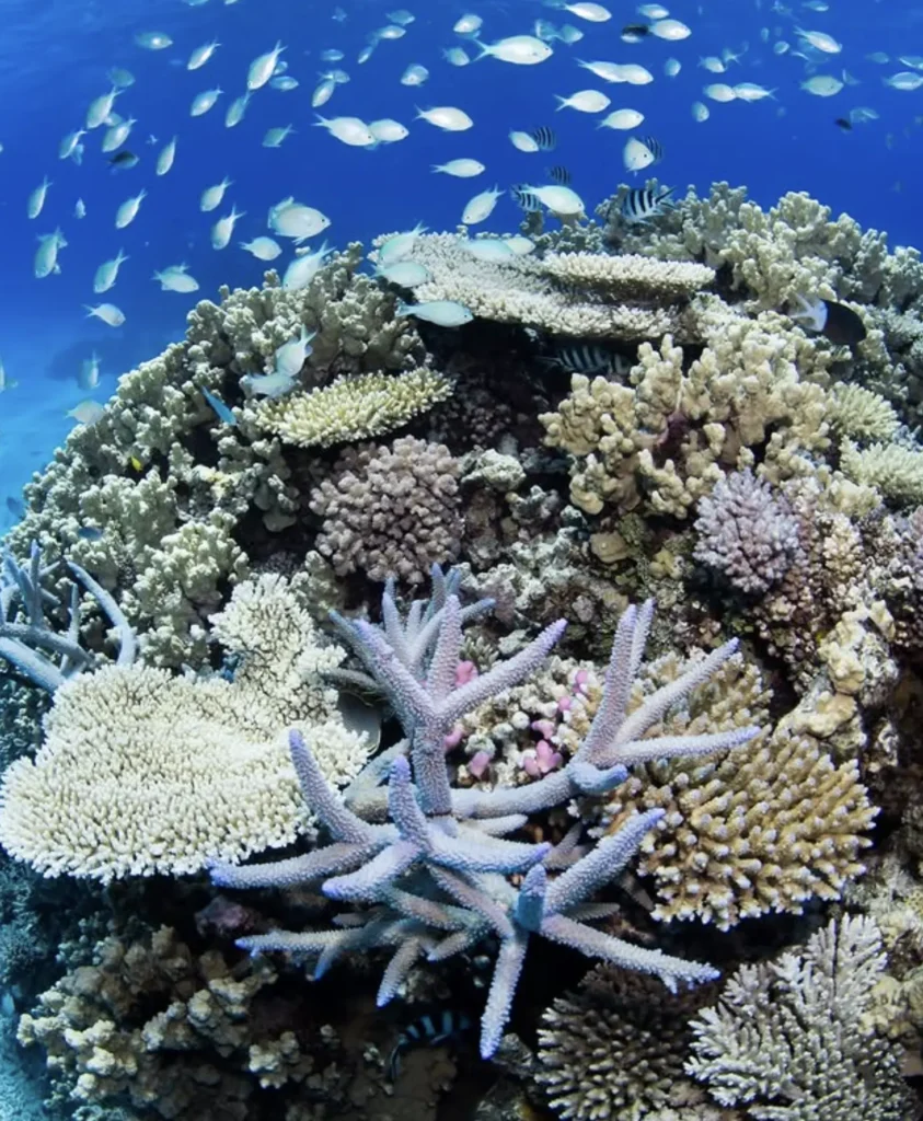 Mangrove flora stabilising reef coastlines
