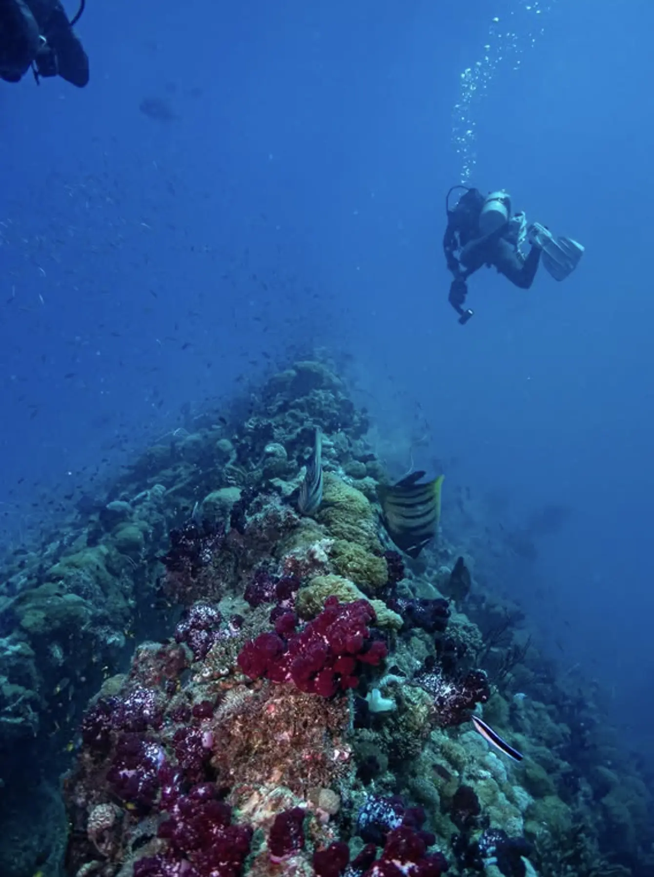 Marble ray gliding past Yongala shipwreck debris field