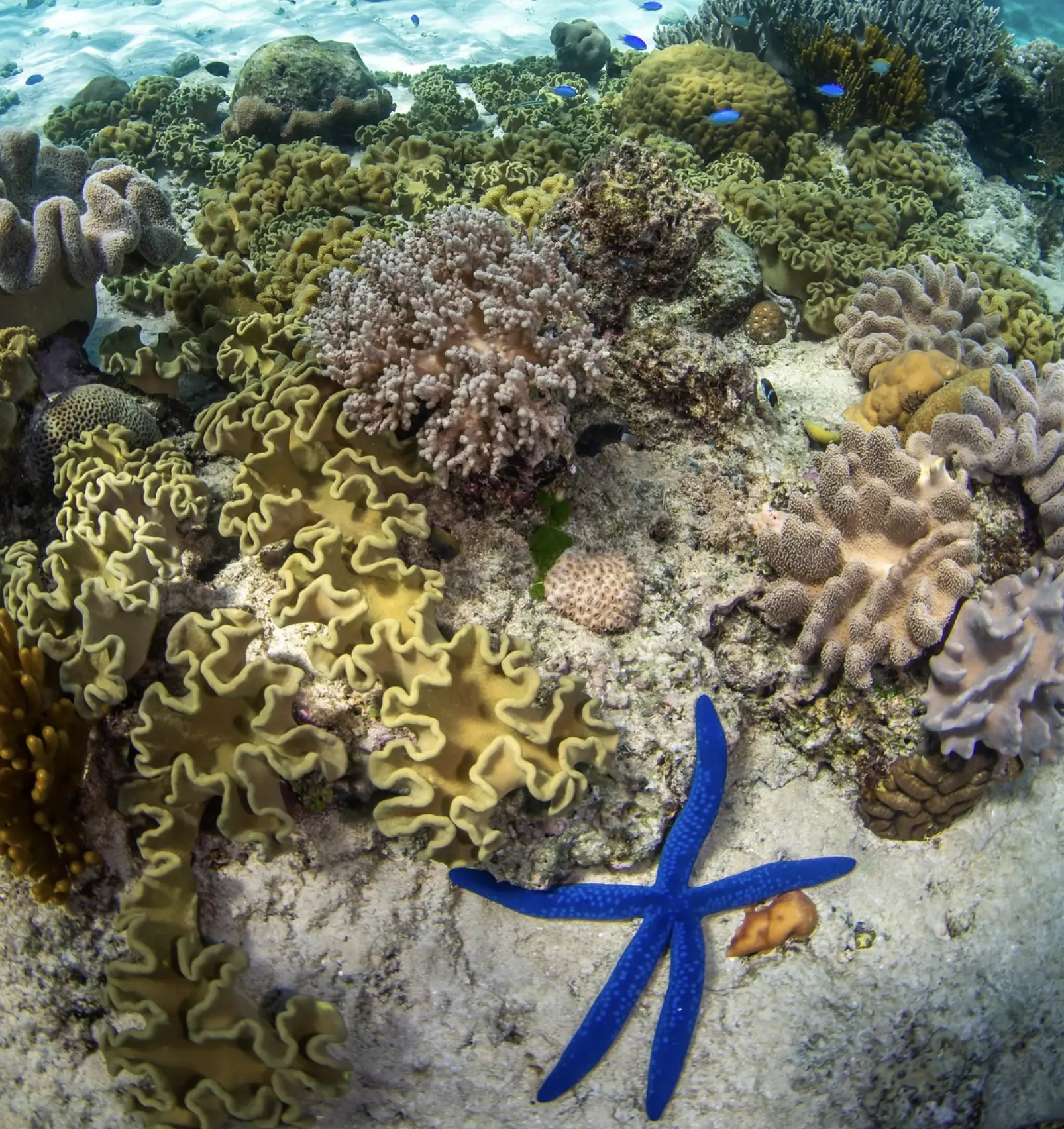 Marine park rules Southern Great Barrier Reef