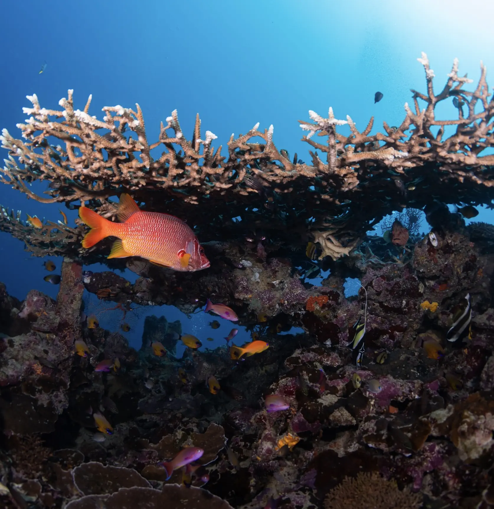 Phytoplankton flora of the Great Barrier Reef